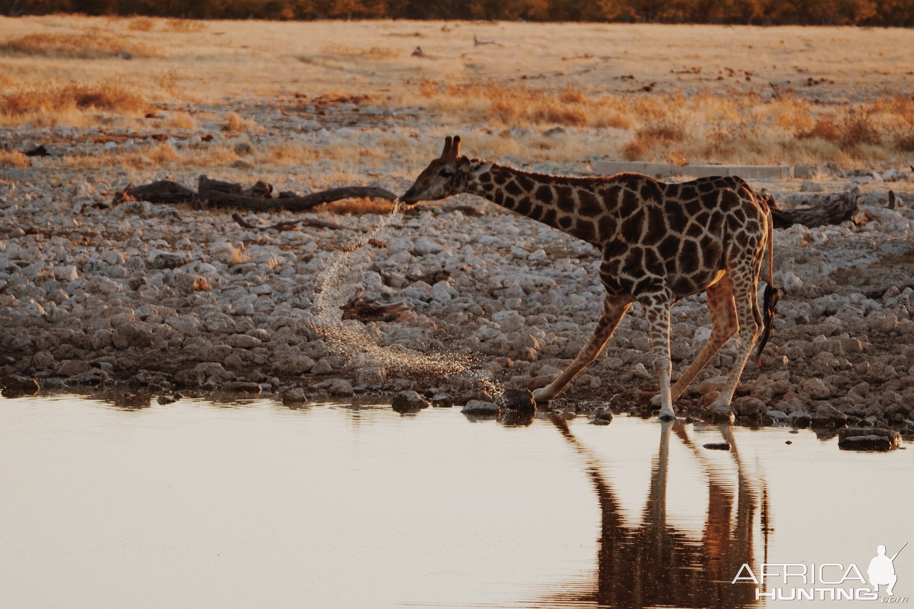 Giraffe in Etosha National Park Namibia