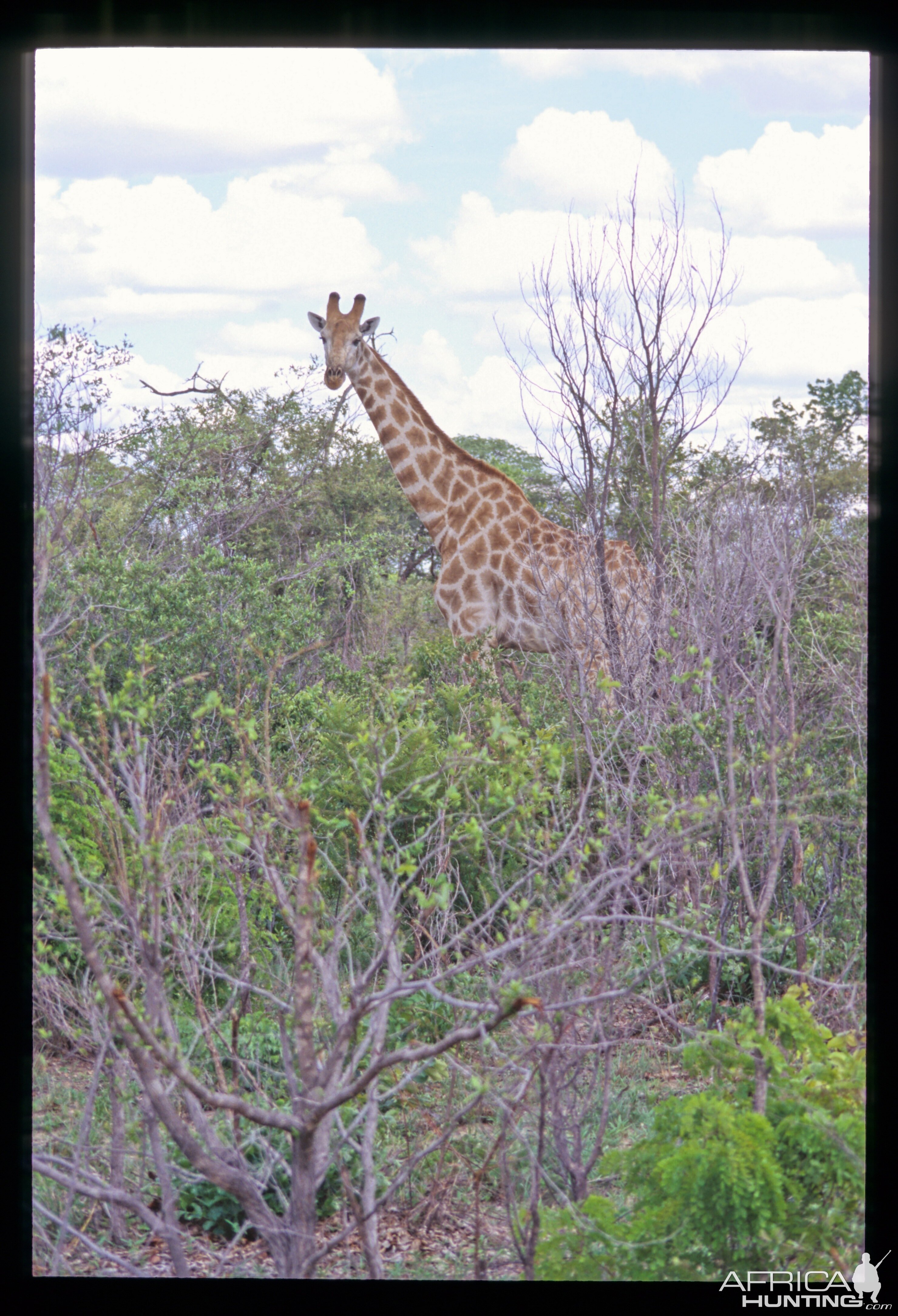 Giraffe in Hwange National Park Zimbabwe