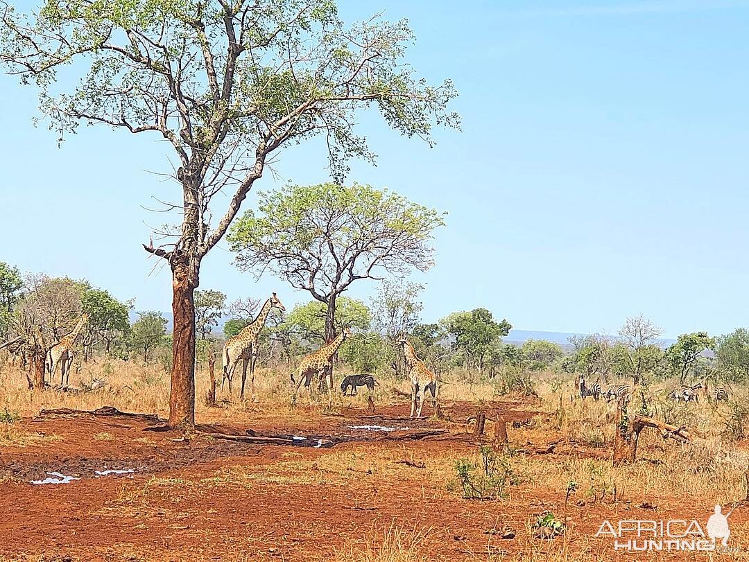Giraffe in Mozambique