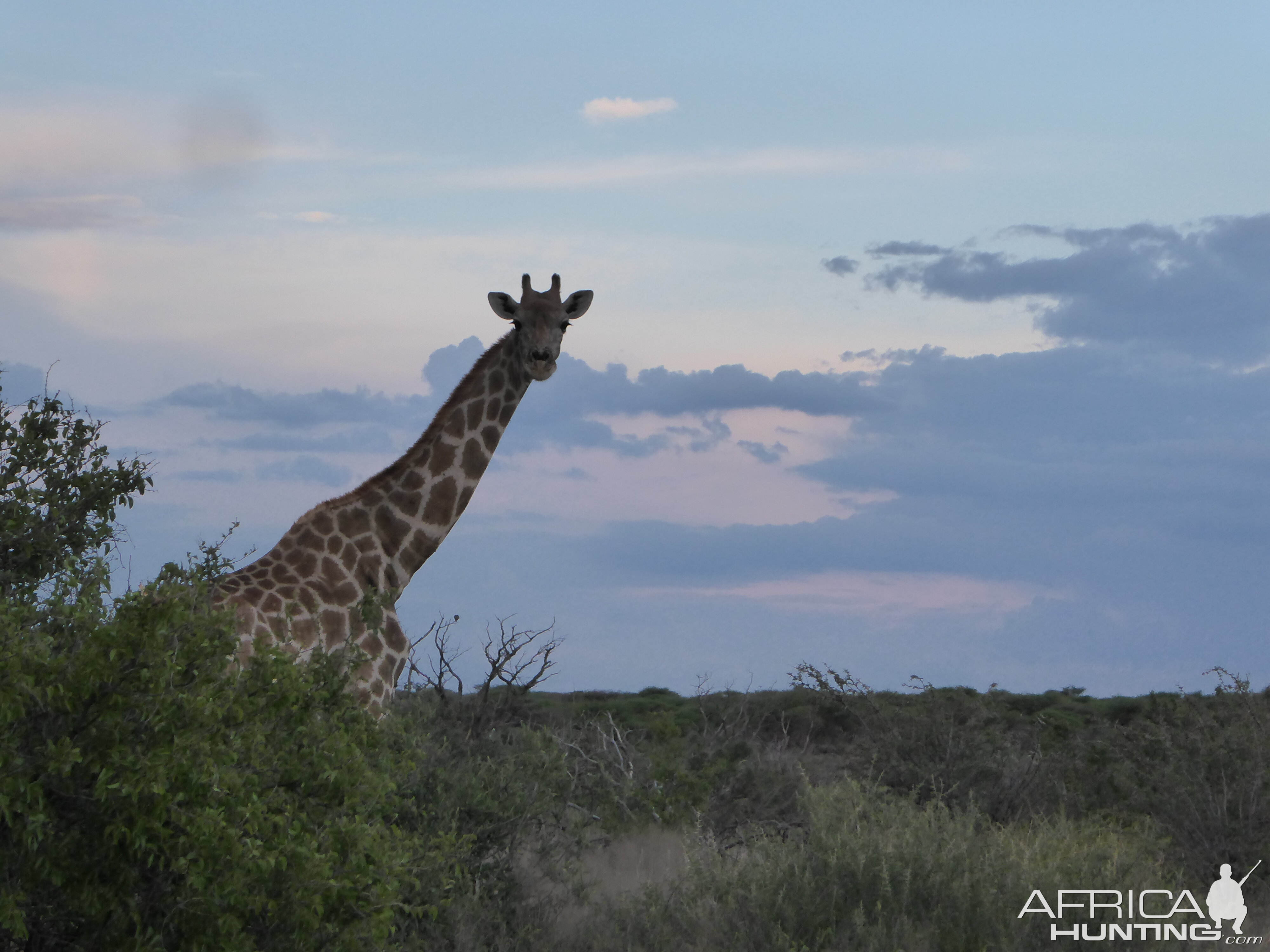 Giraffe in Namibia