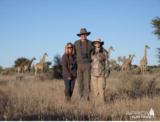 Giraffe in Namibia