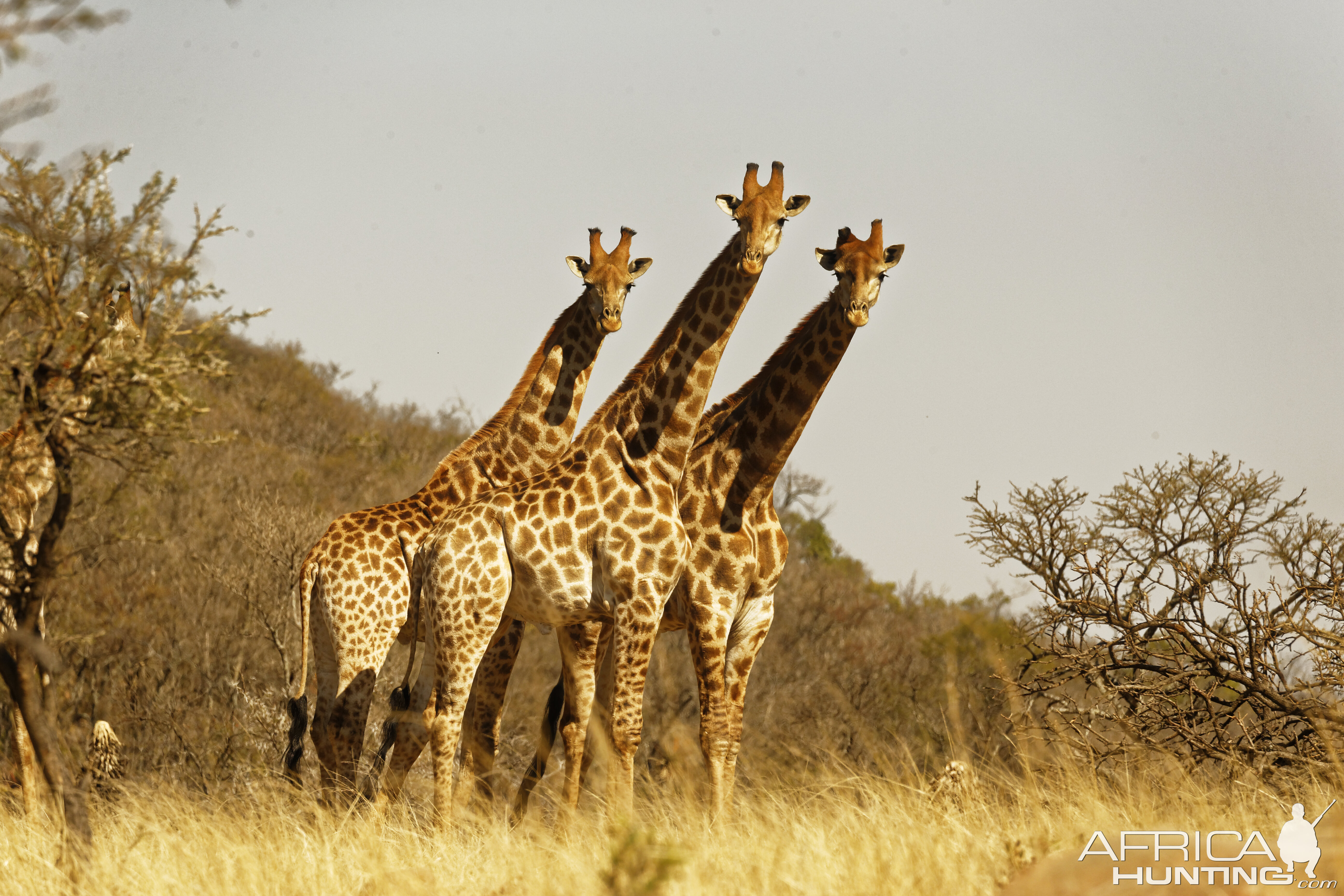 Giraffe in Natal