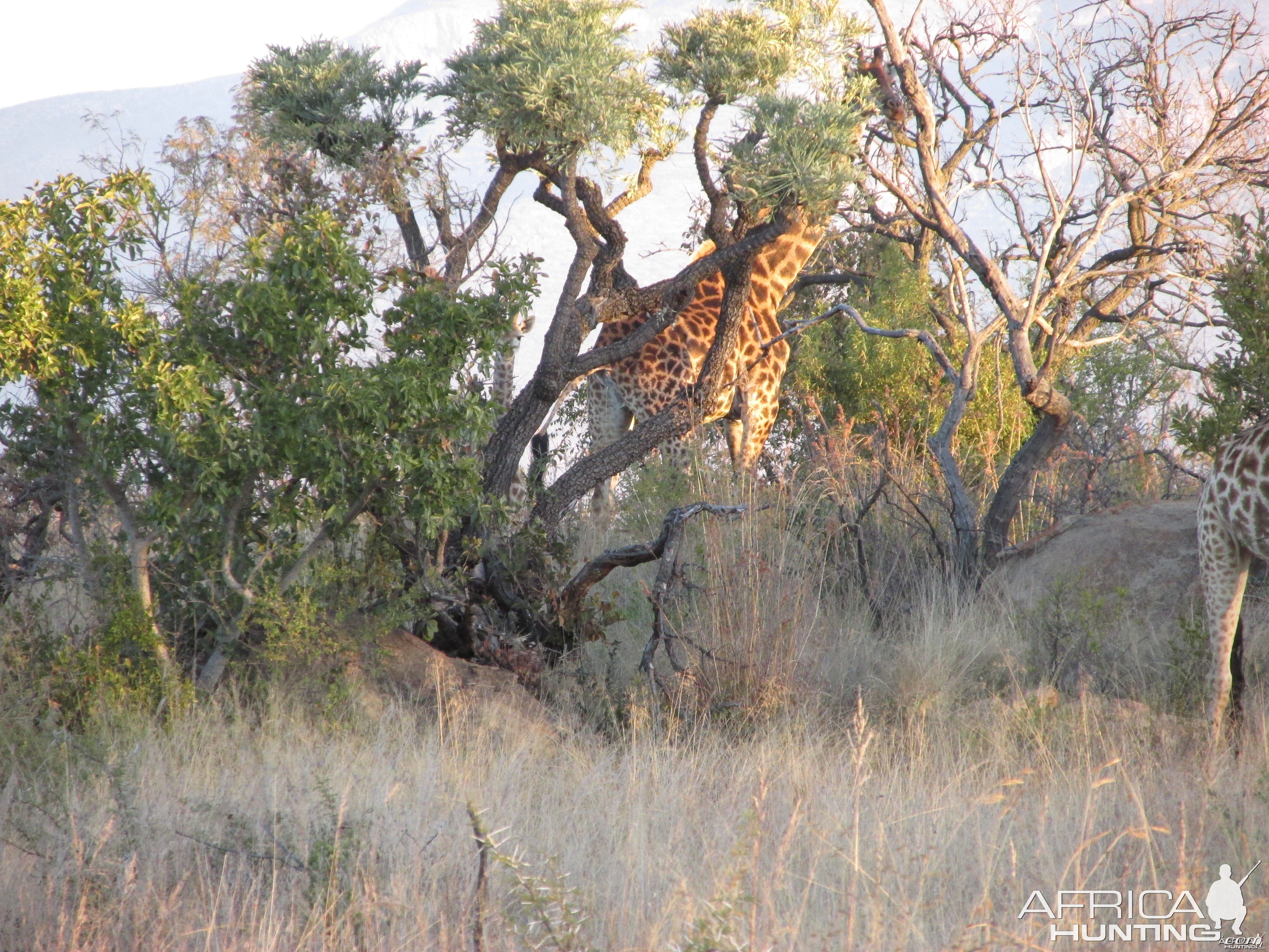 giraffe in SA