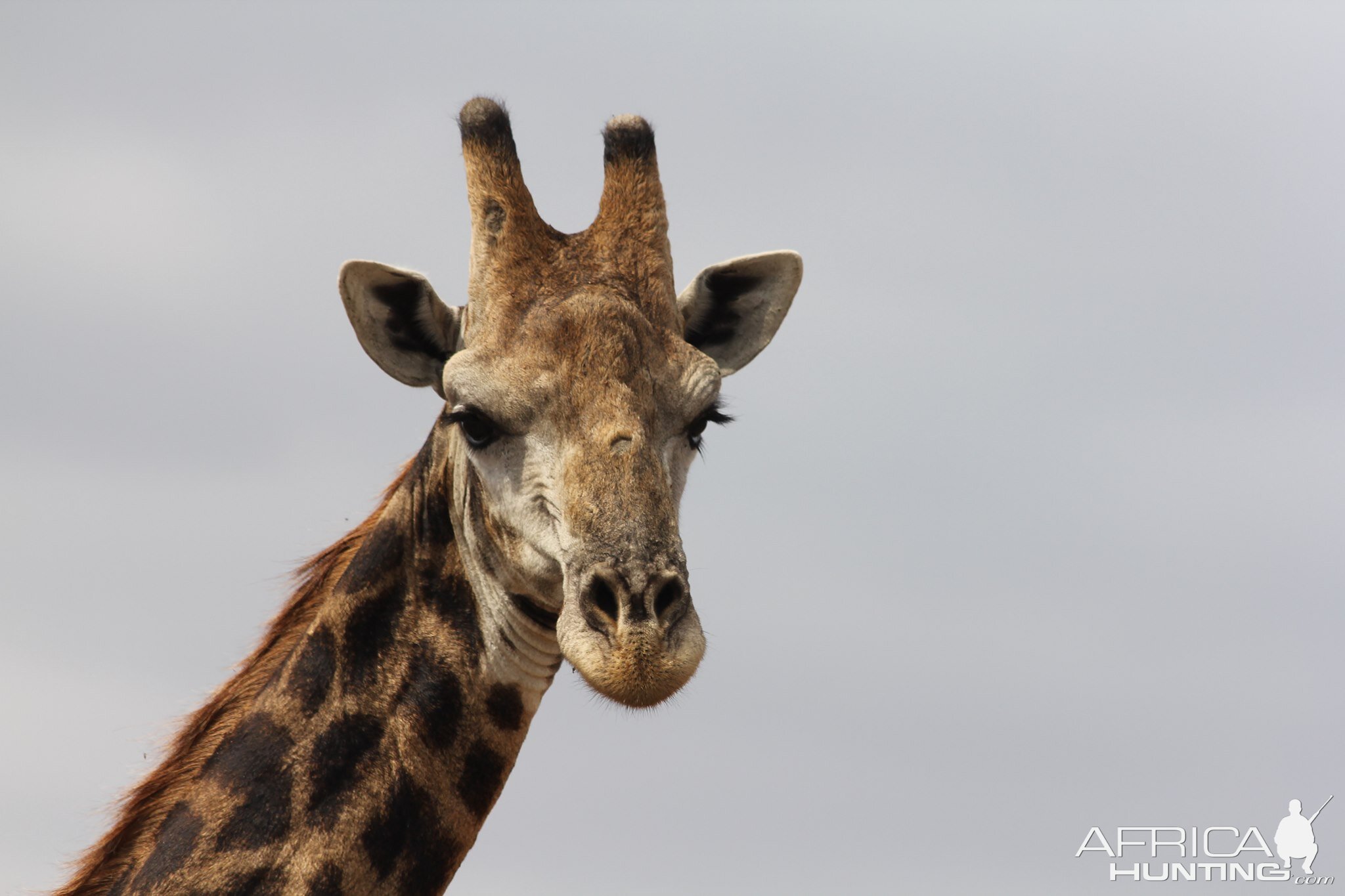 Giraffe in South Africa