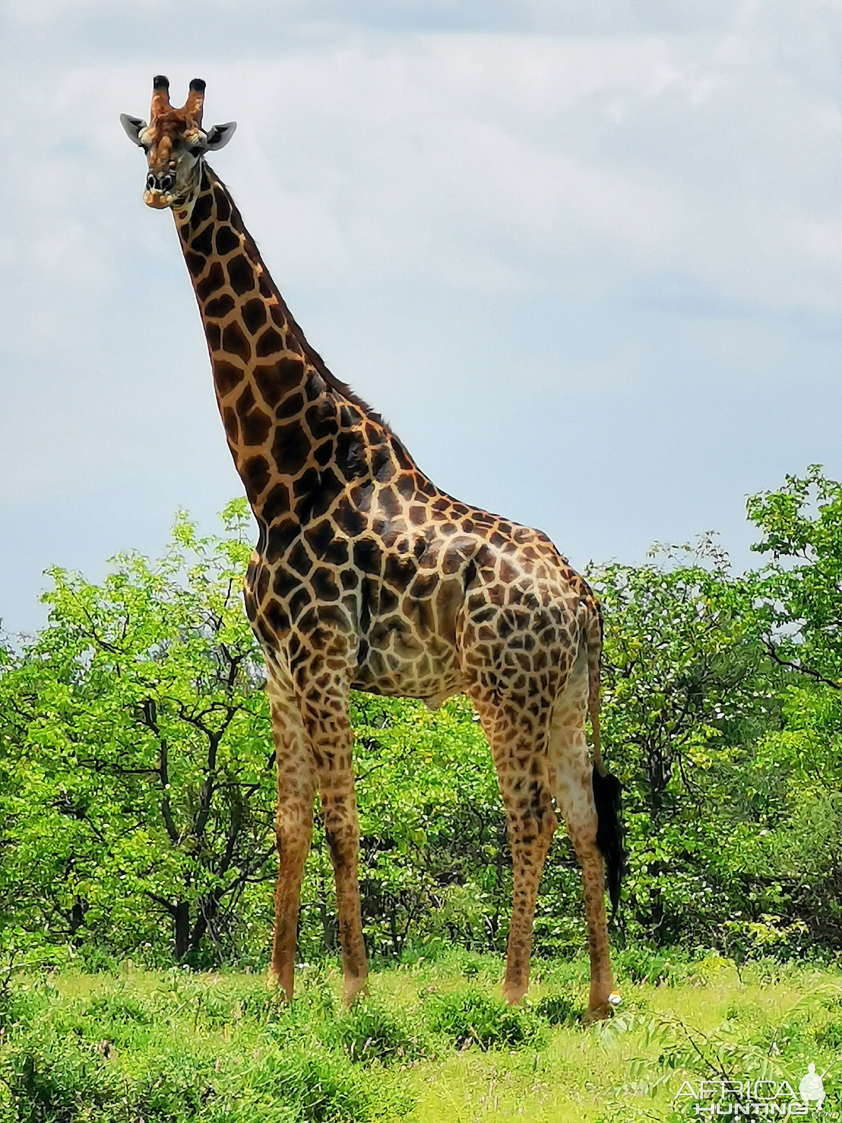 Giraffe In South Africa