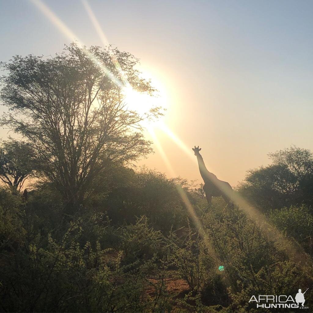 Giraffe Limpopo South Africa