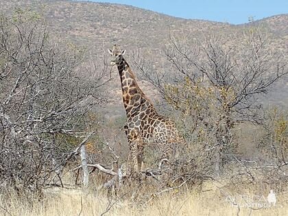 Giraffe Limpopo