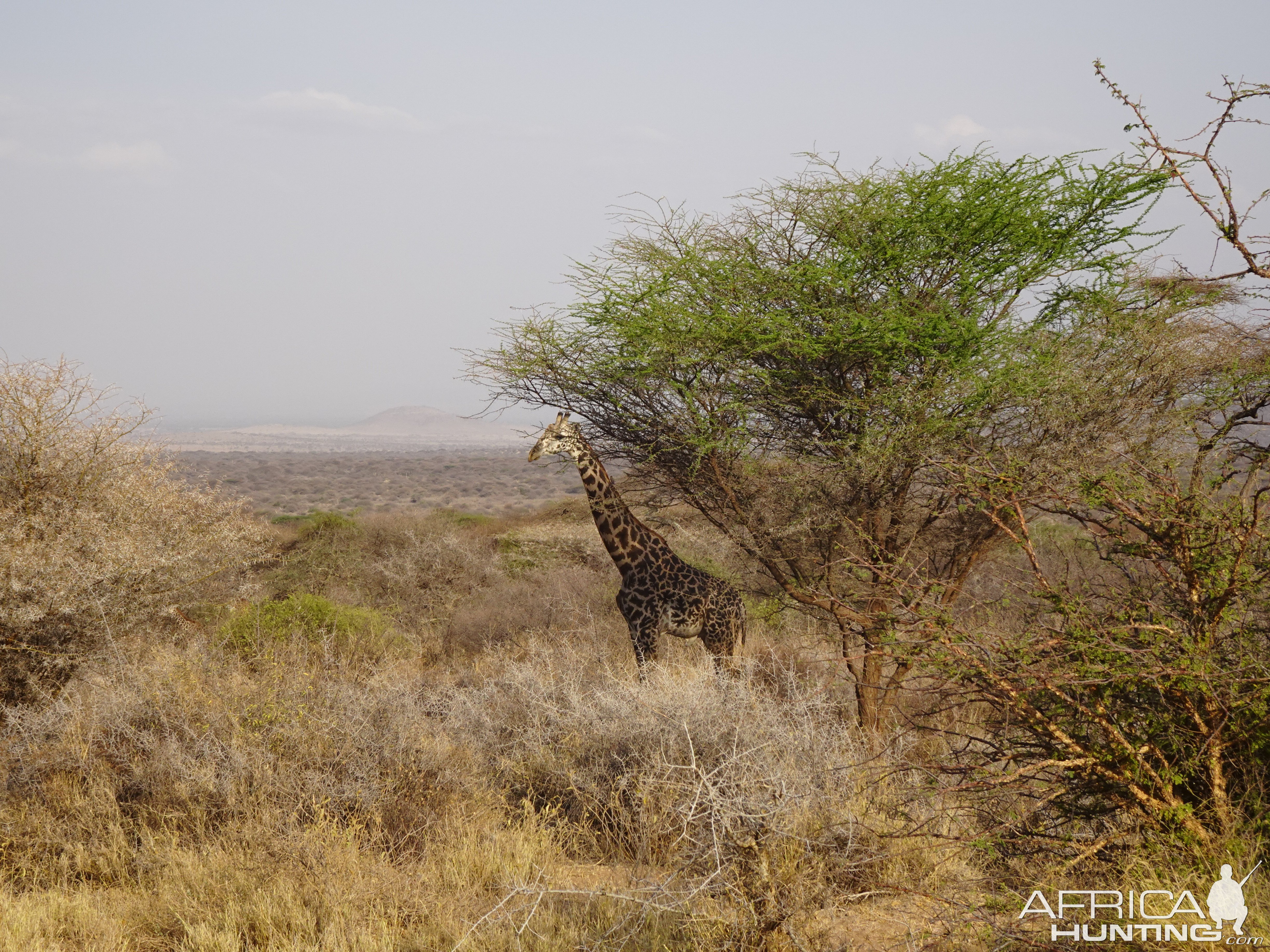 Giraffe Massailand