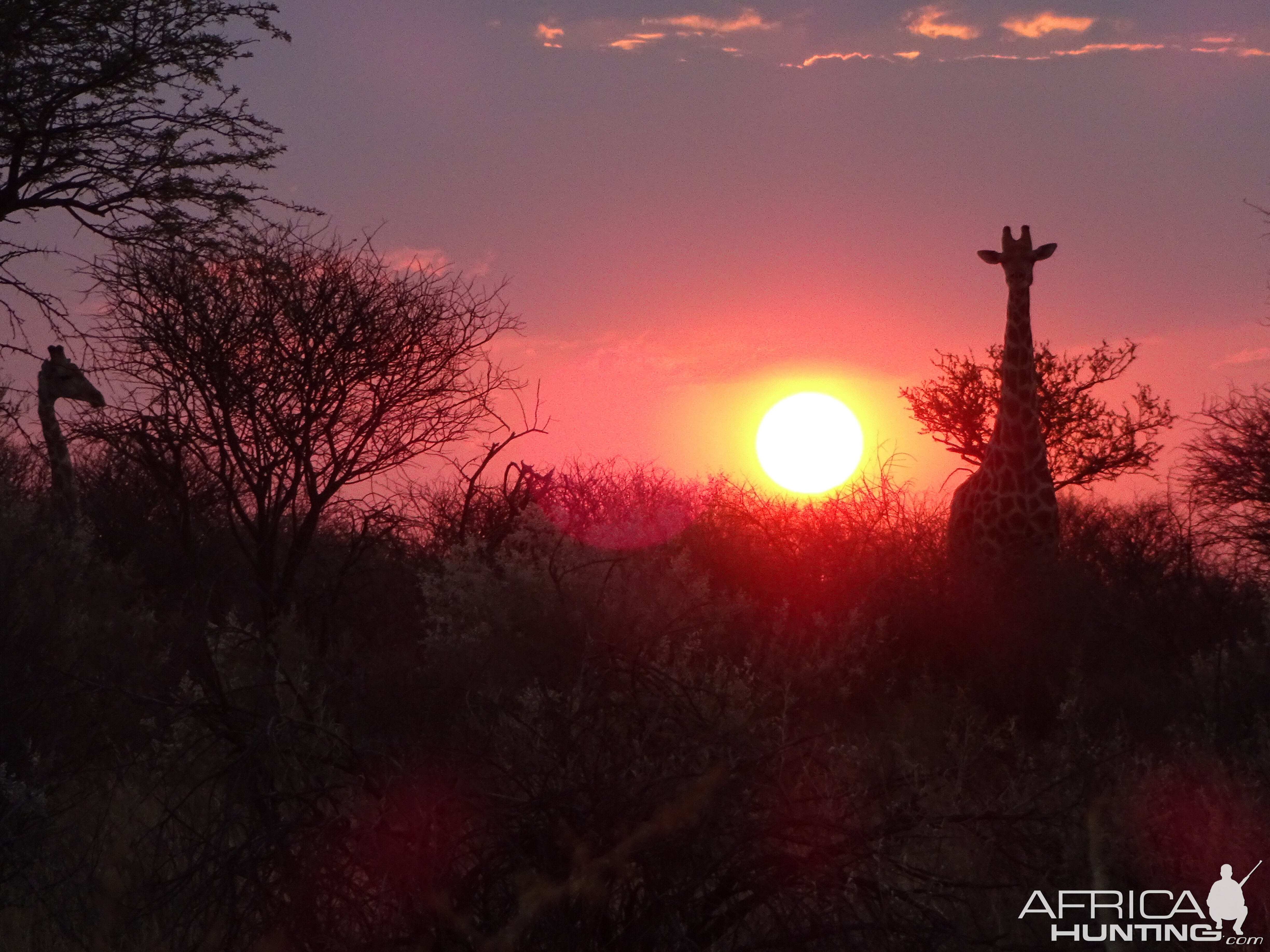 Giraffe Namibia Sunset