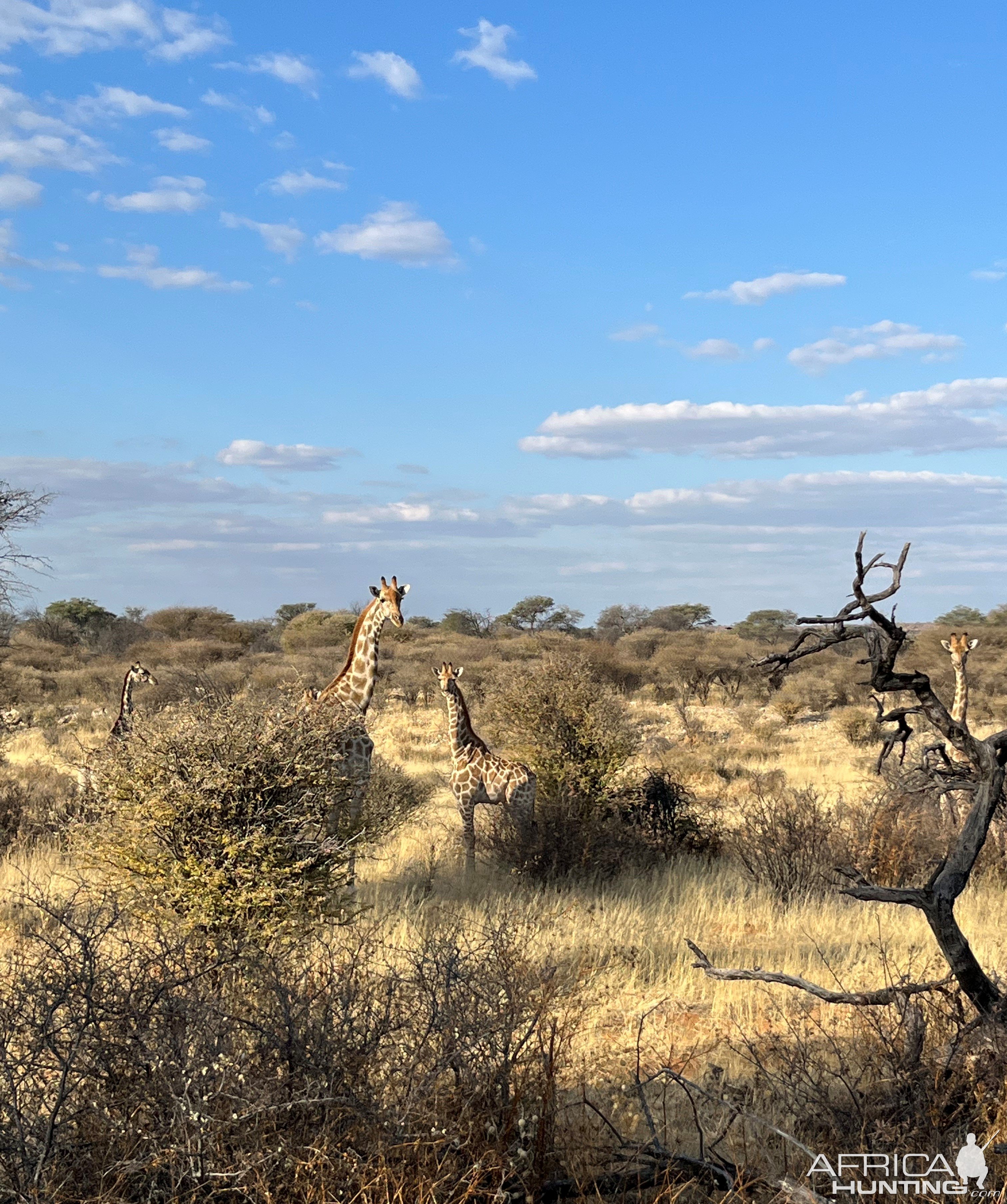 Giraffe Namibia