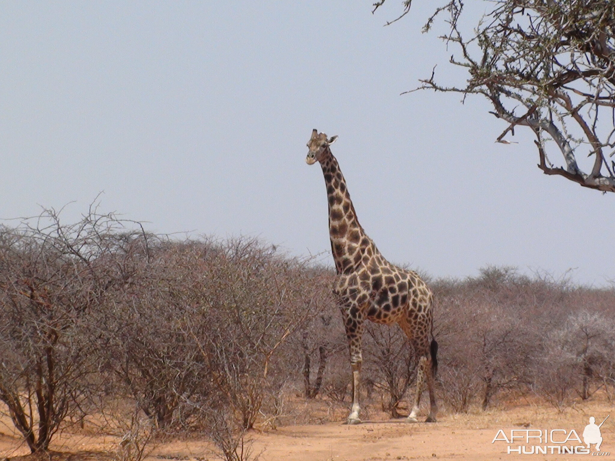 Giraffe Namibia