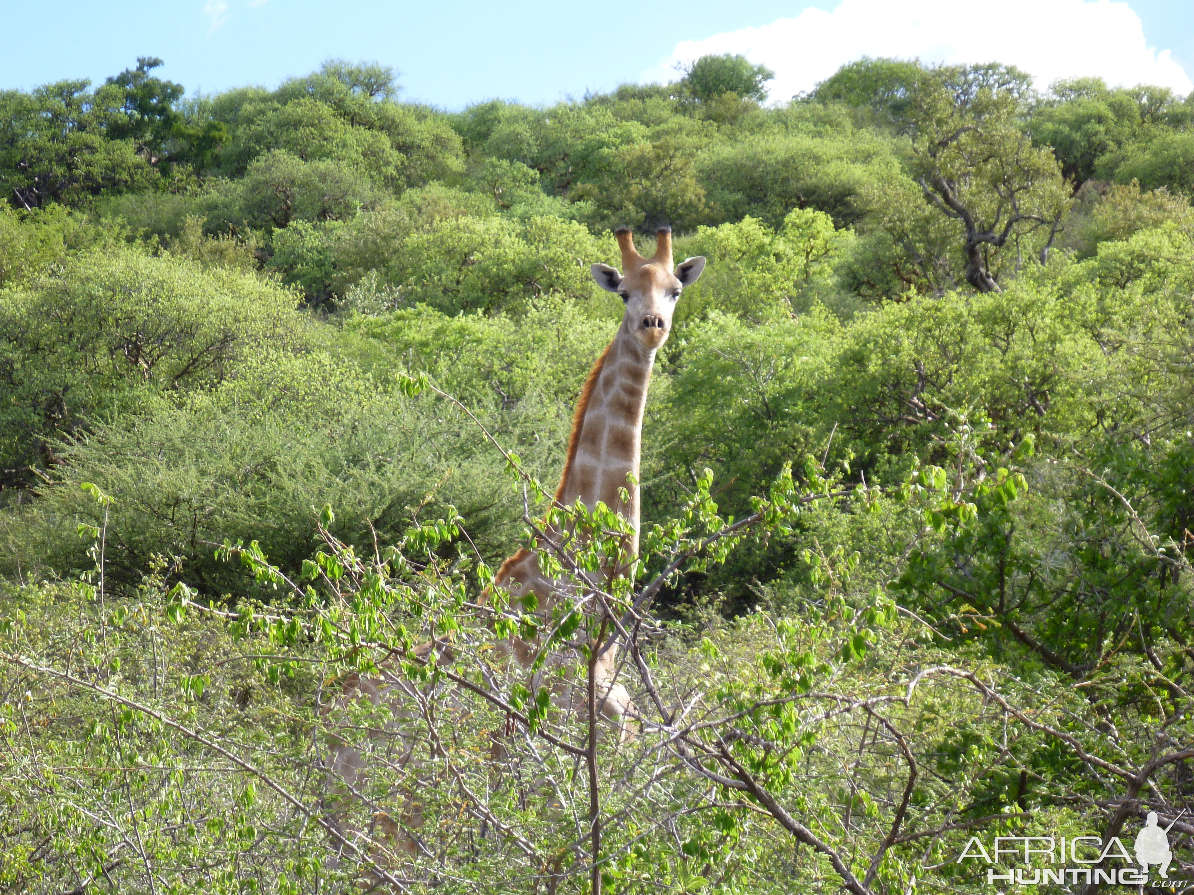 Giraffe Namibia