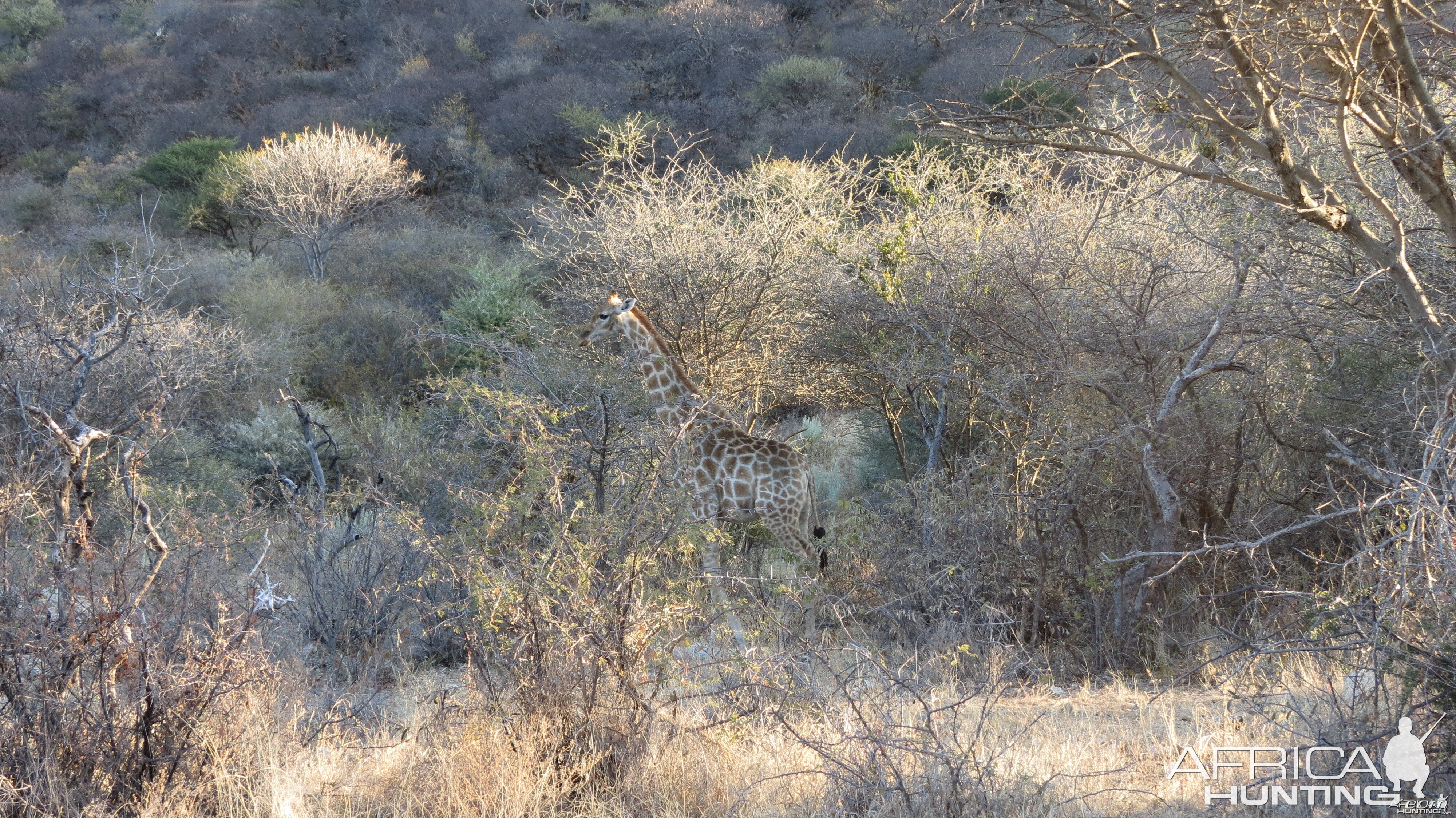 Giraffe Namibia