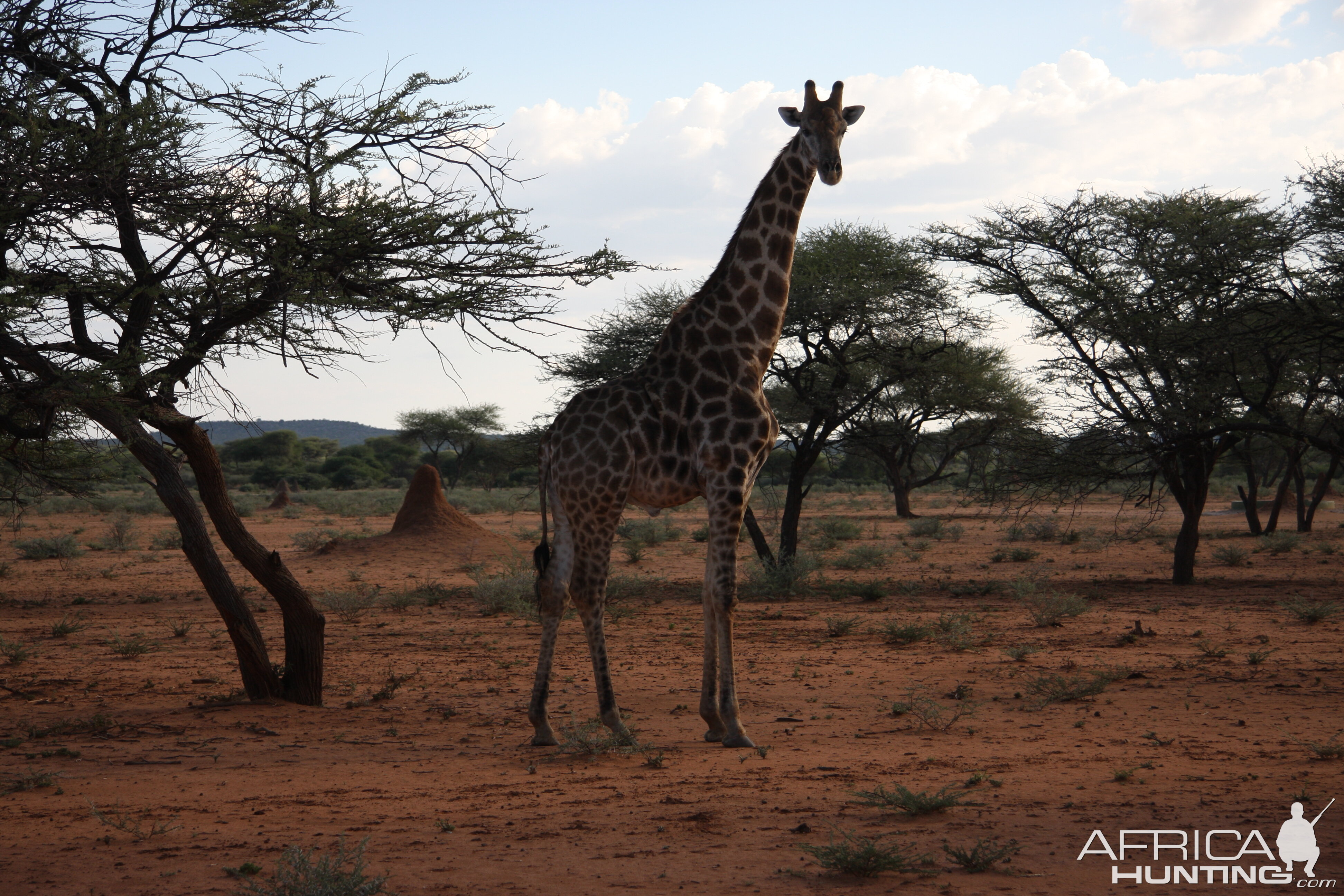 Giraffe Namibia