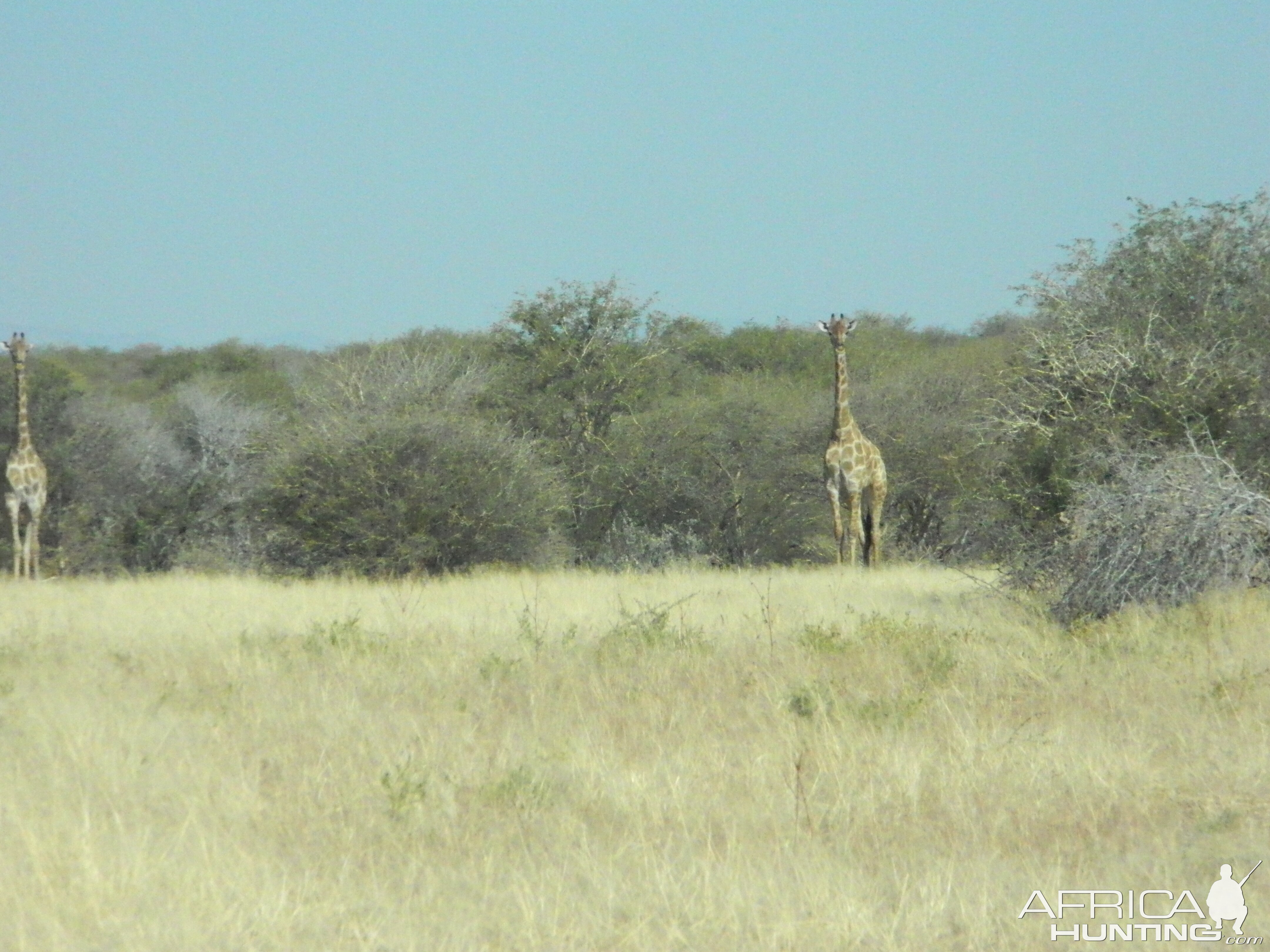 Giraffe Namibia