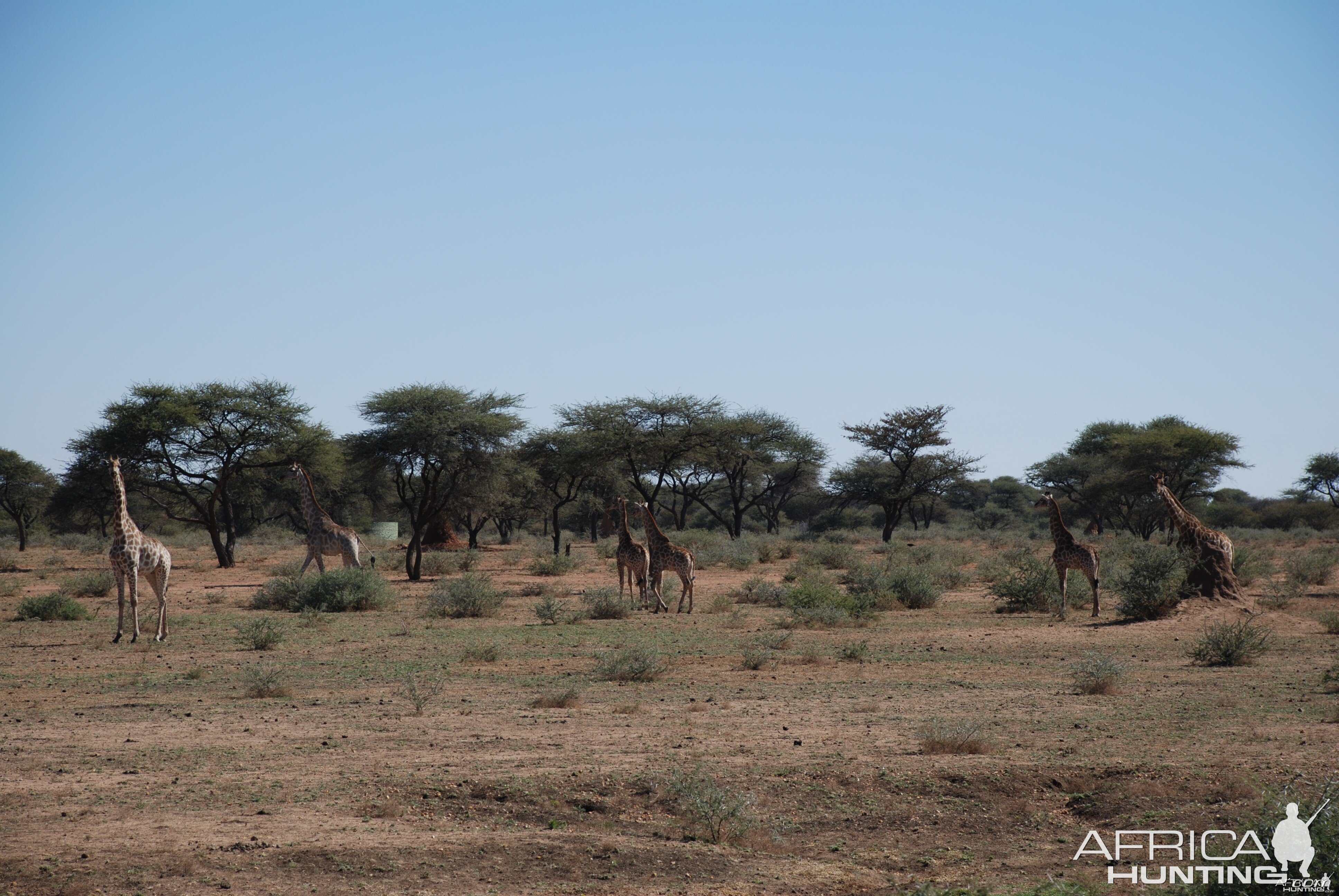 Giraffe Namibia