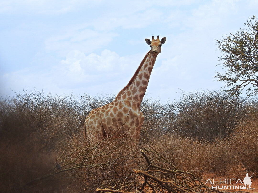 Giraffe Namibia