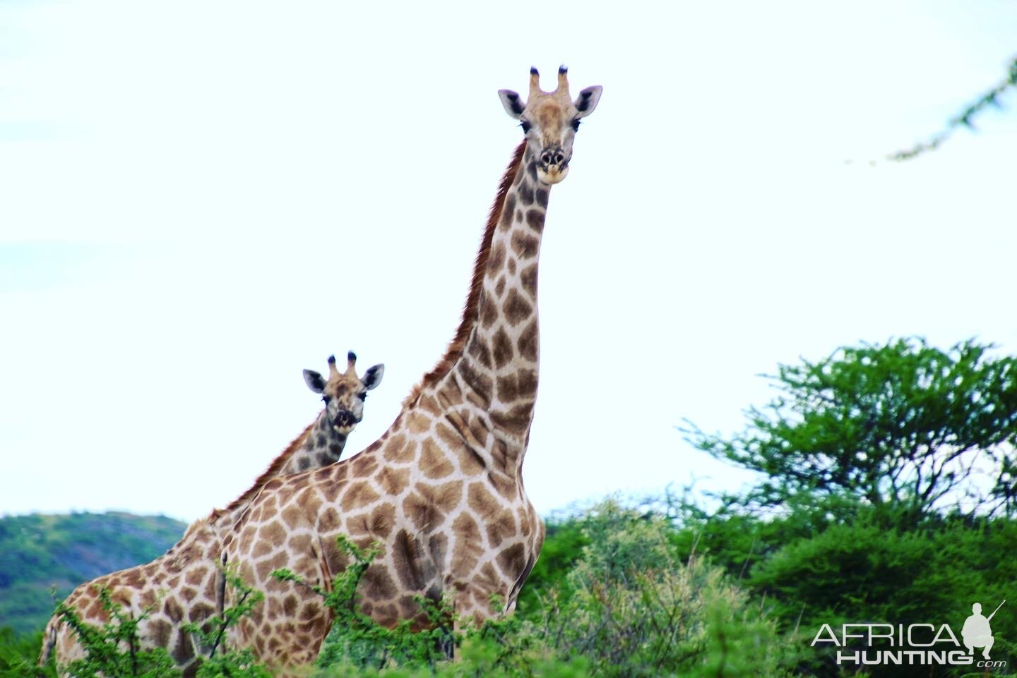 Giraffe Namibia