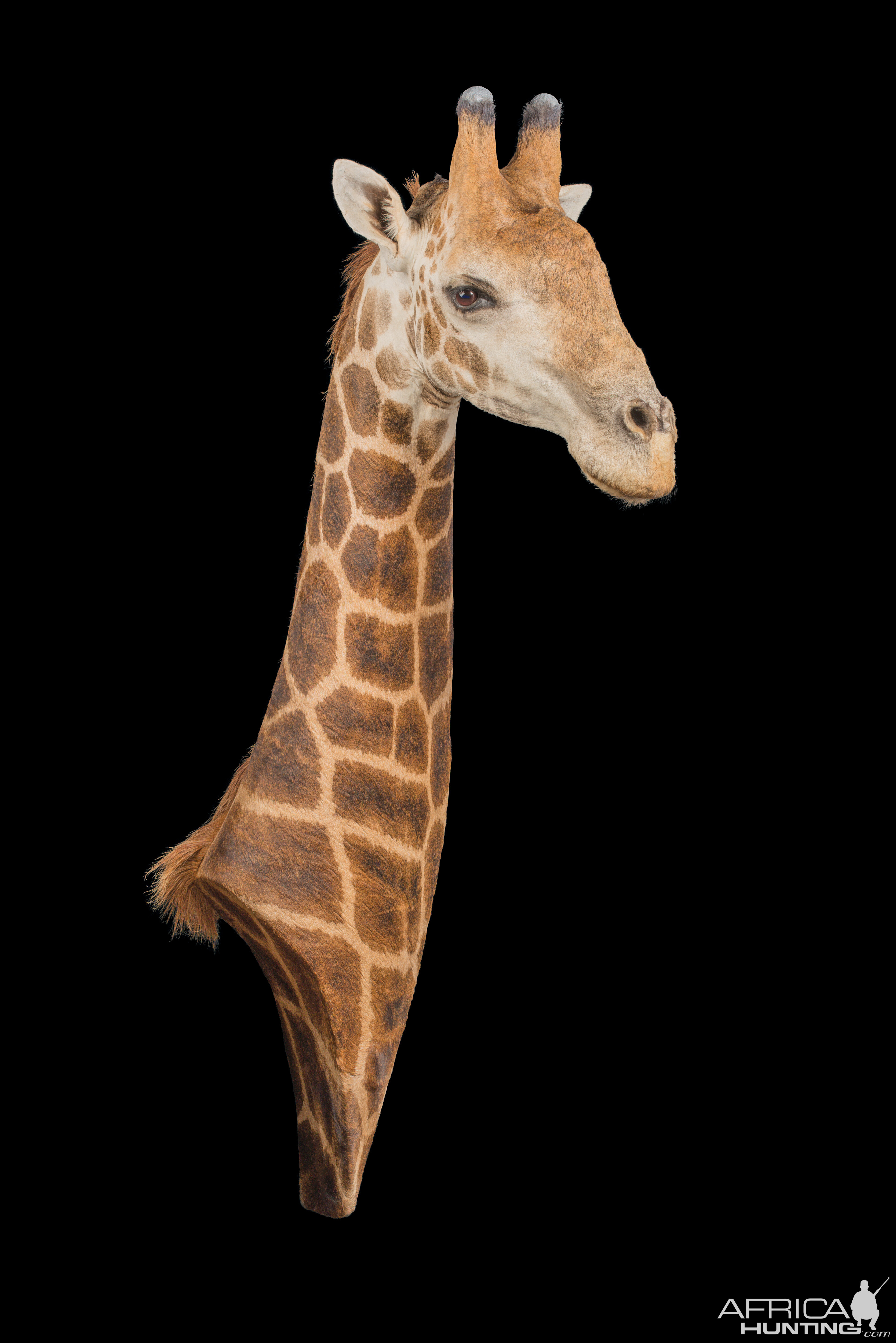 Giraffe Neckmount Taxidermy