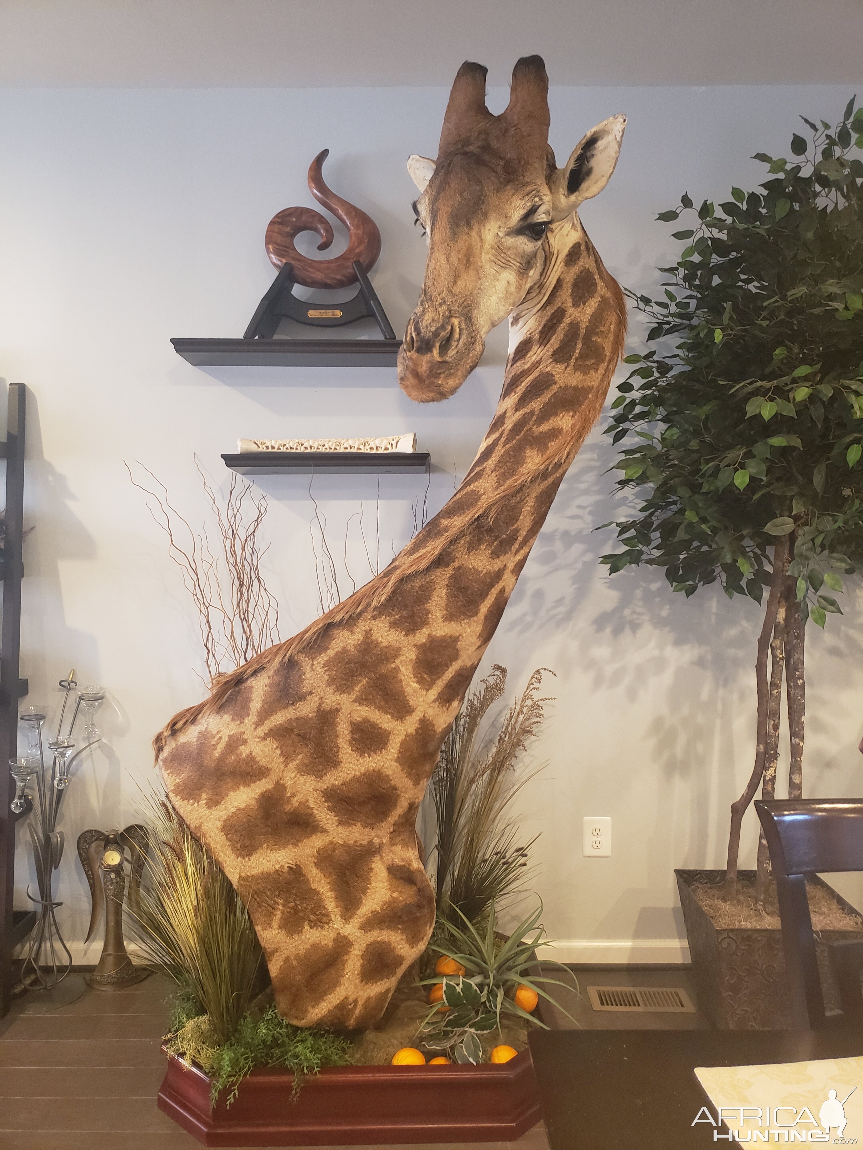 Giraffe Pedestal Mount Taxidermy