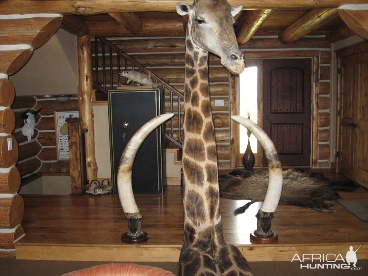 Giraffe Shoulder Mount Taxidermy with Elephant Tusks