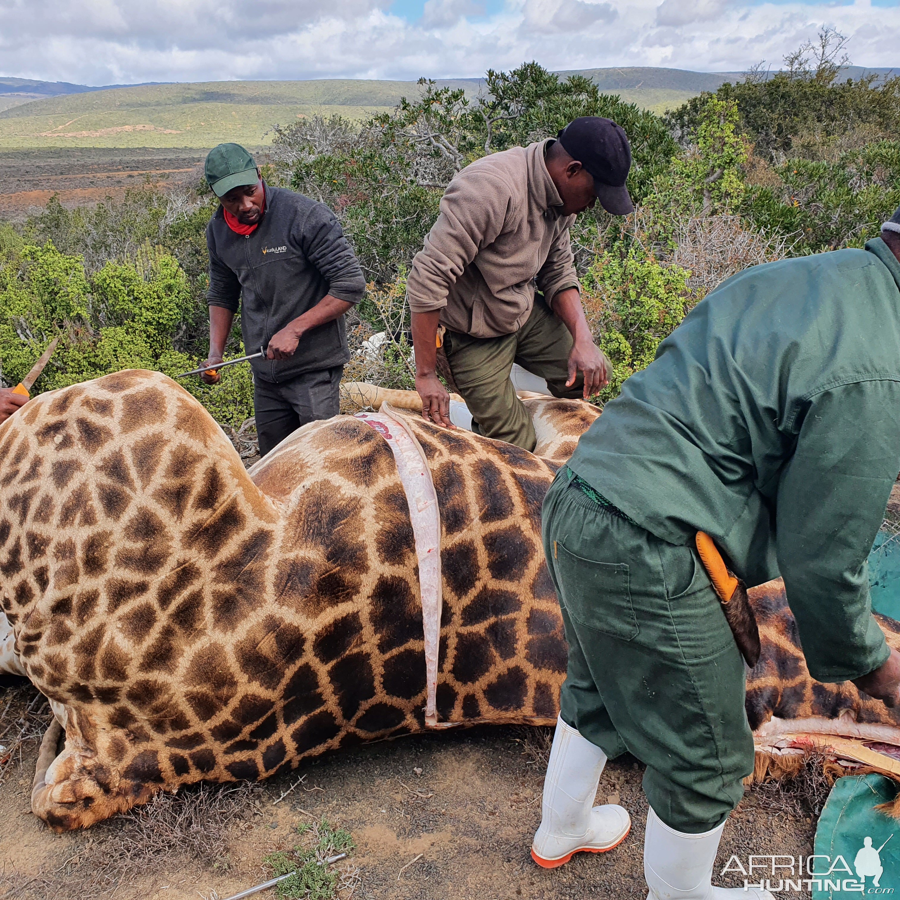 Giraffe Skinning & Butchering South Africa