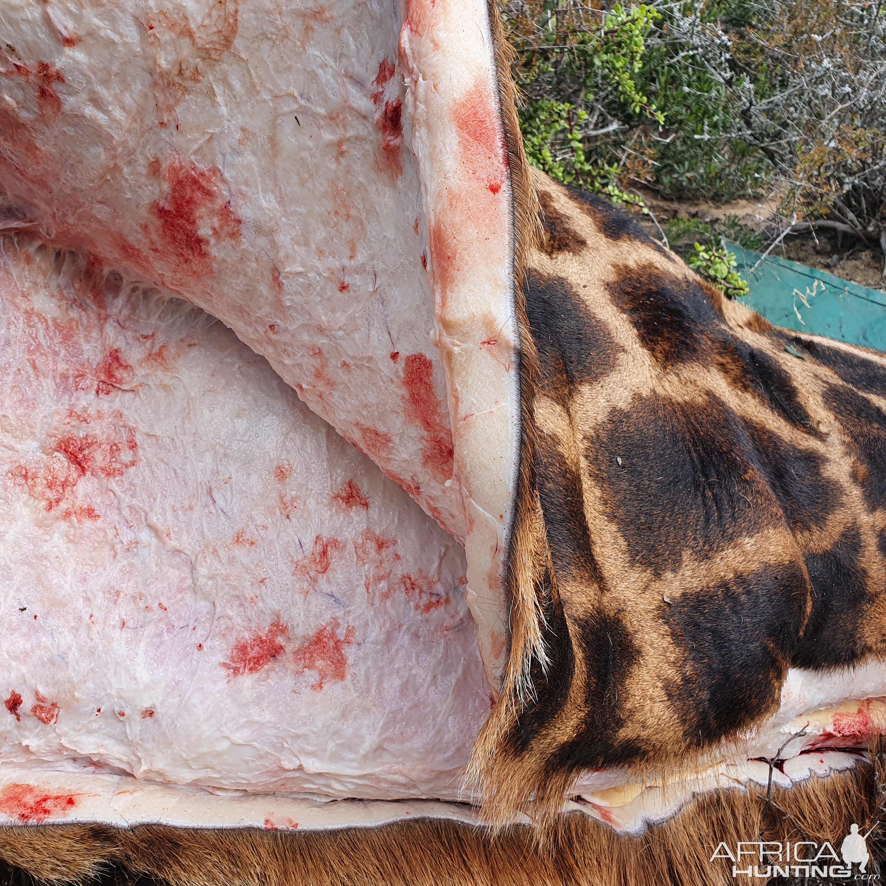 Giraffe Skinning & Butchering South Africa