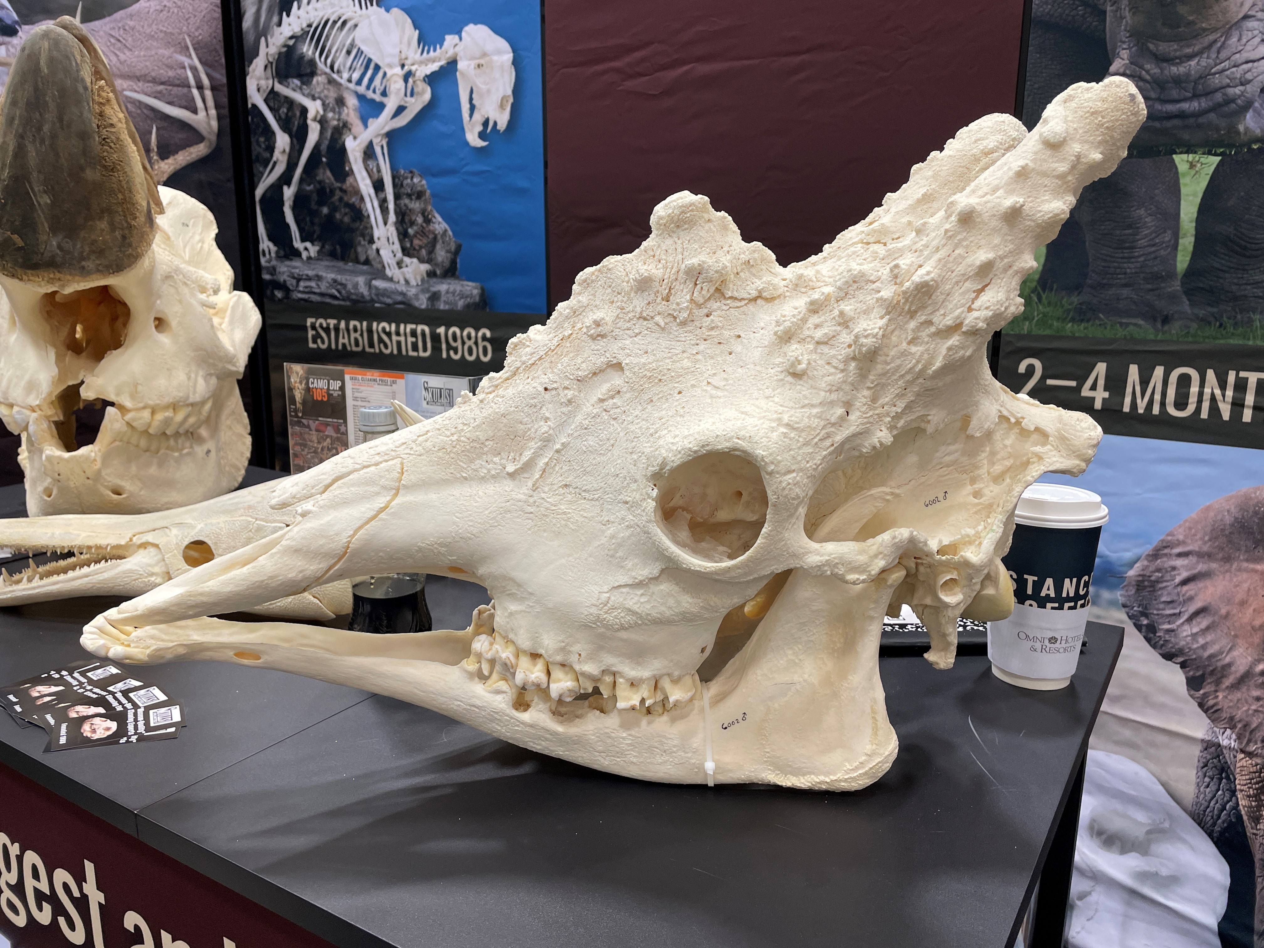 Giraffe Skull