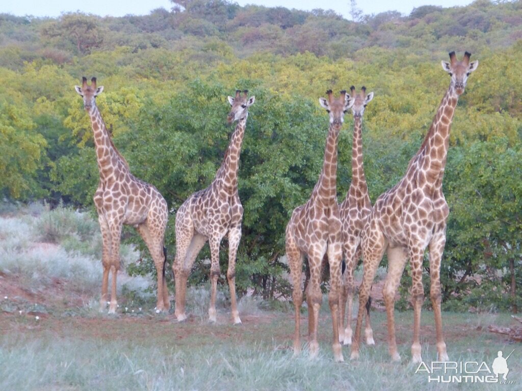 Giraffe South Africa 2015