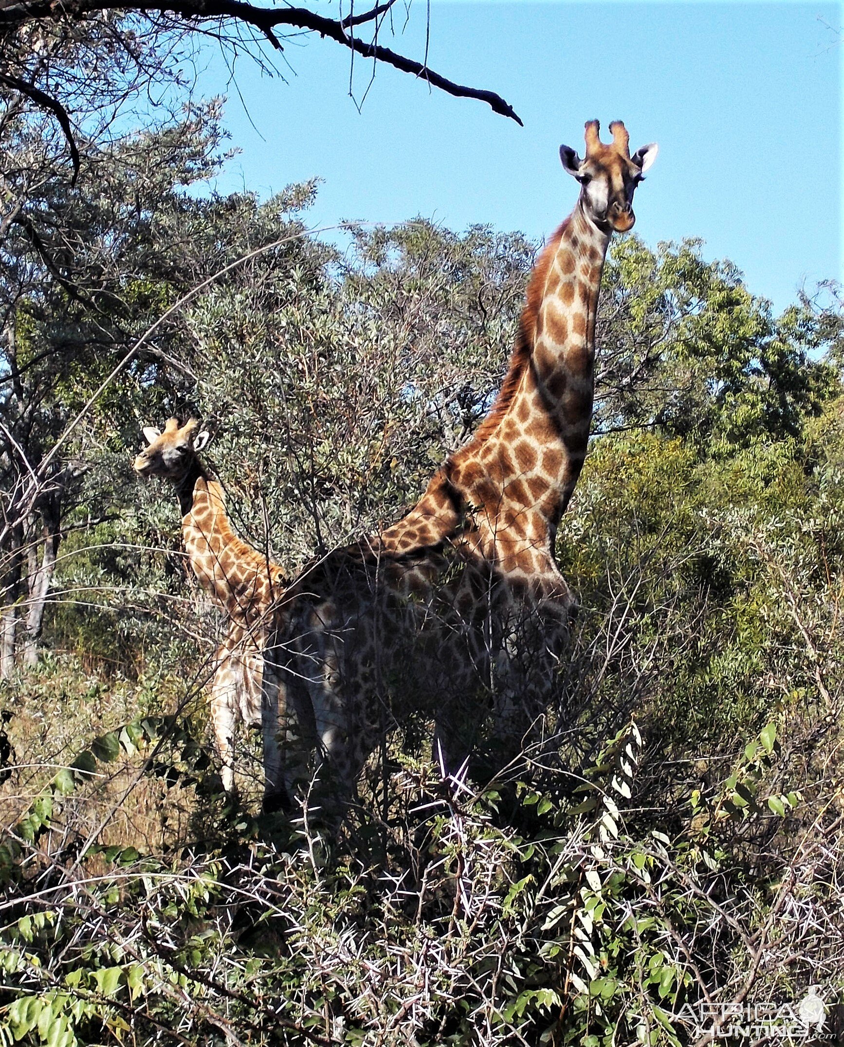 Giraffe South Africa