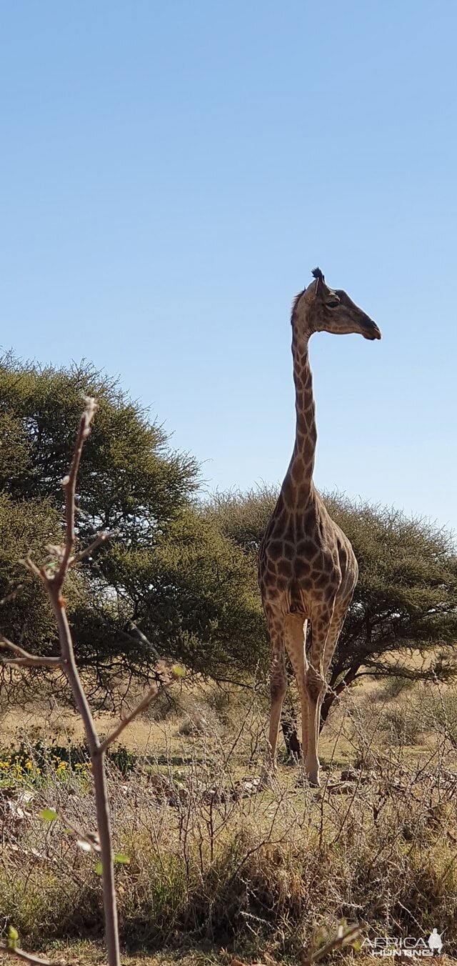 Giraffe South Africa