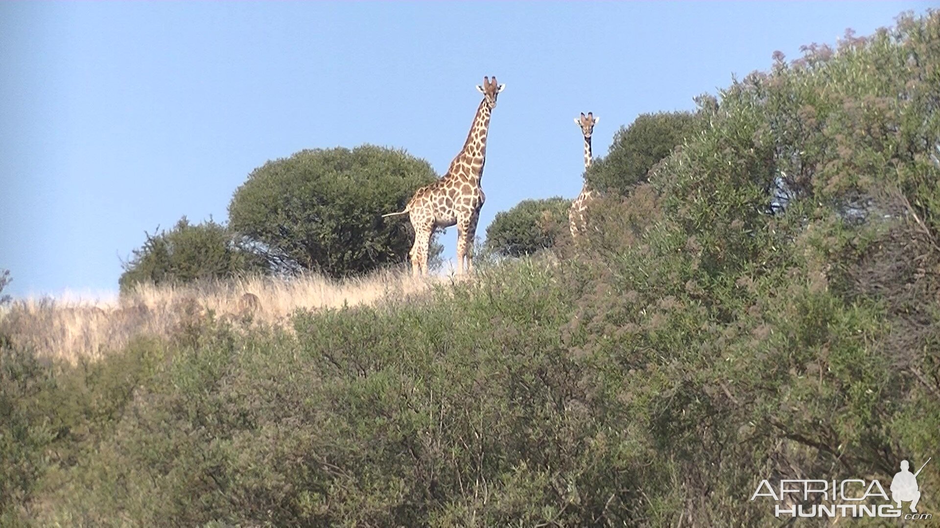 Giraffe South Africa