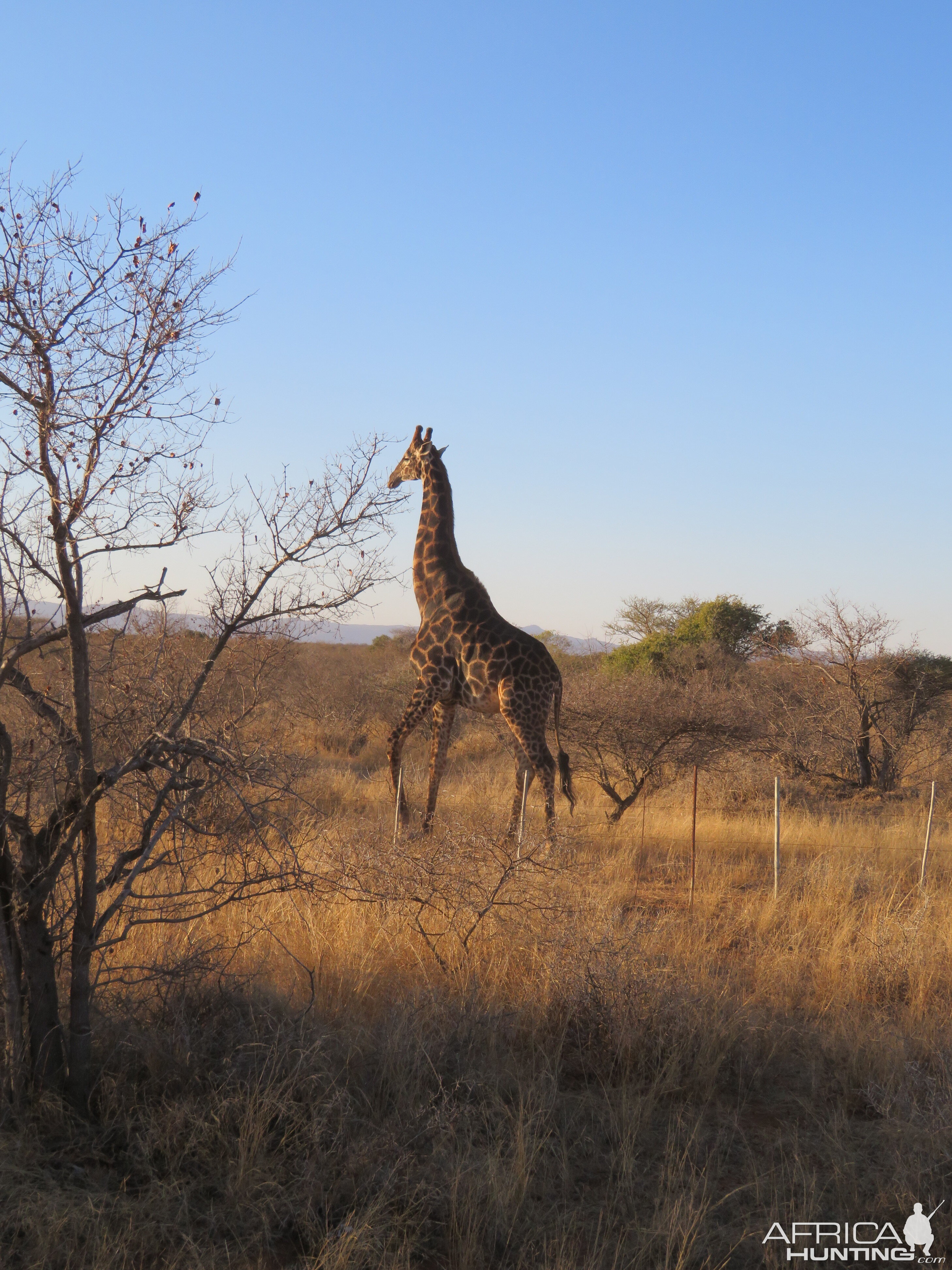 Giraffe South Africa