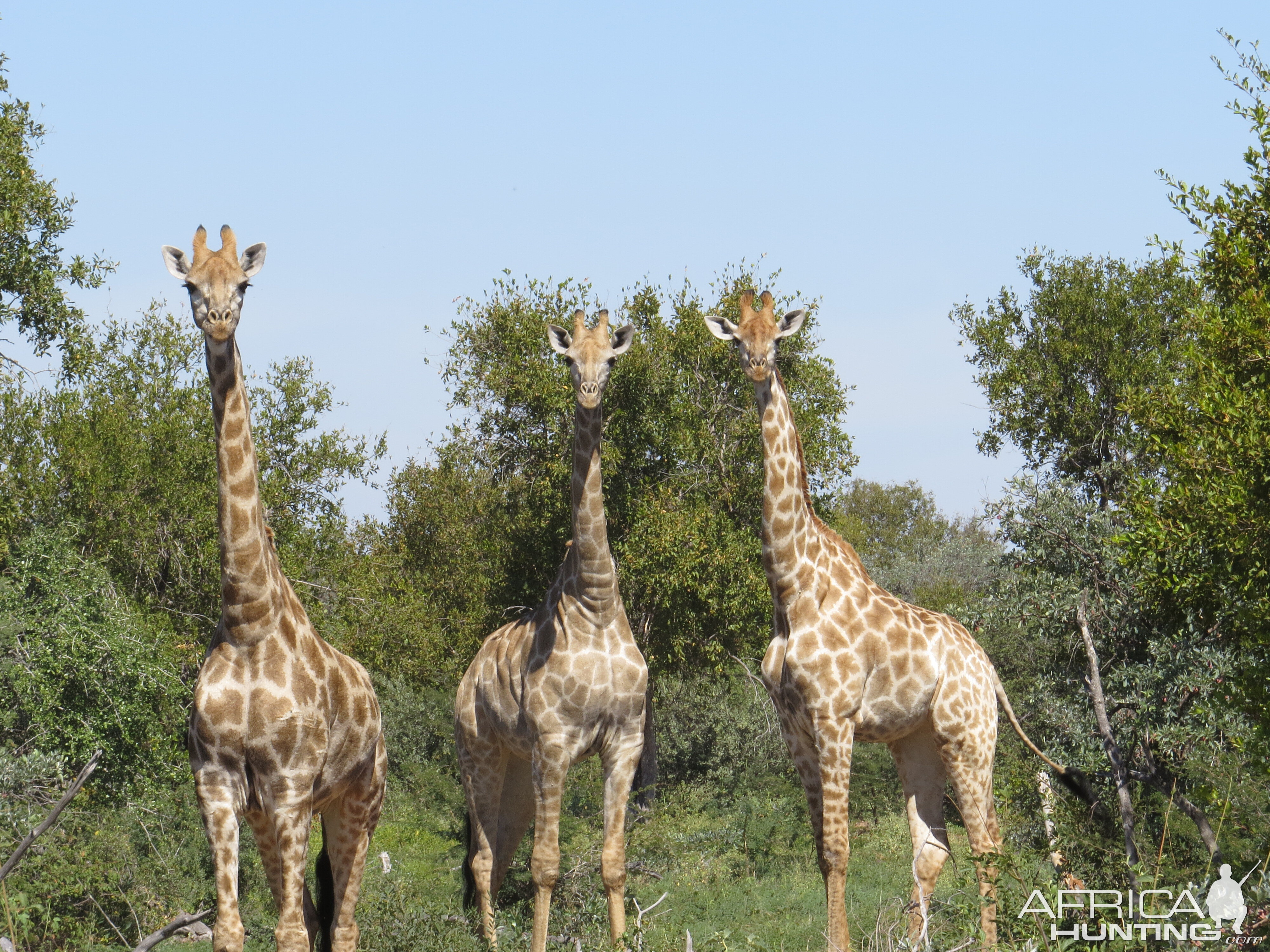 Giraffe South Africa