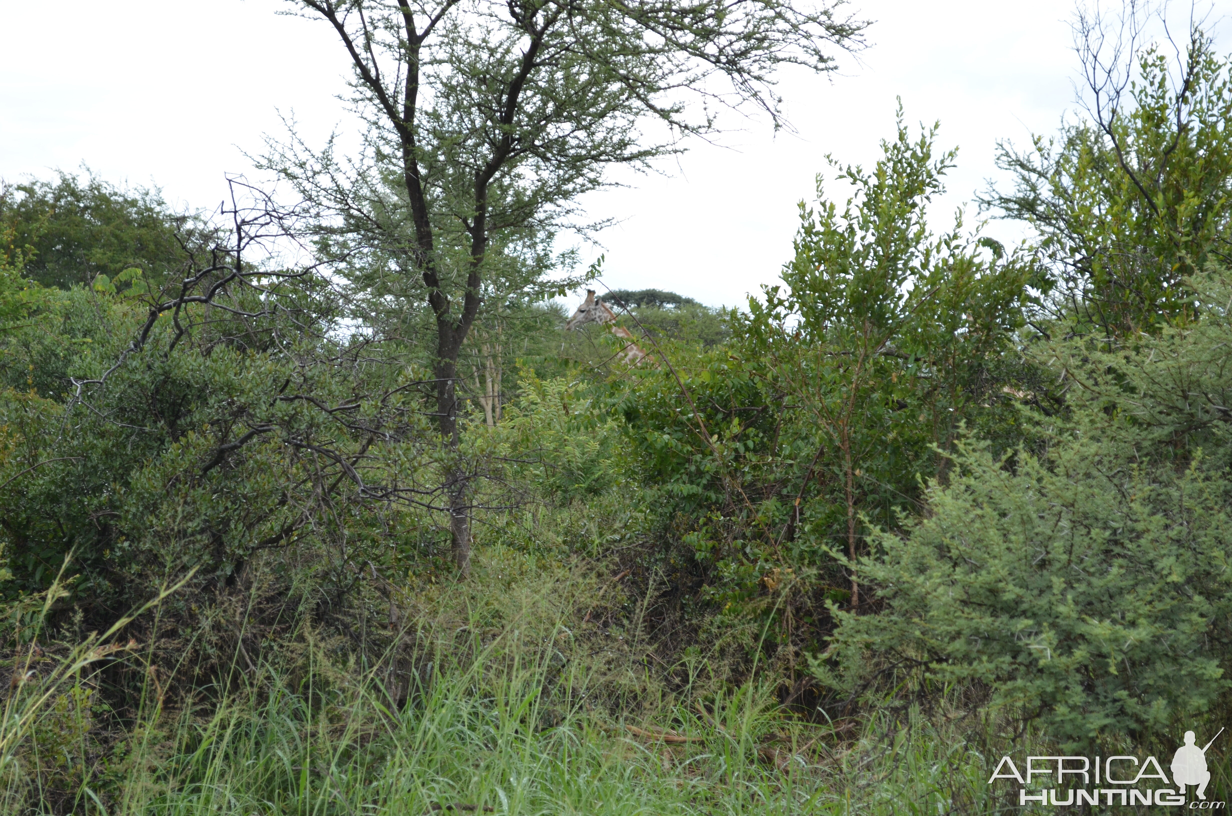 Giraffe South Africa