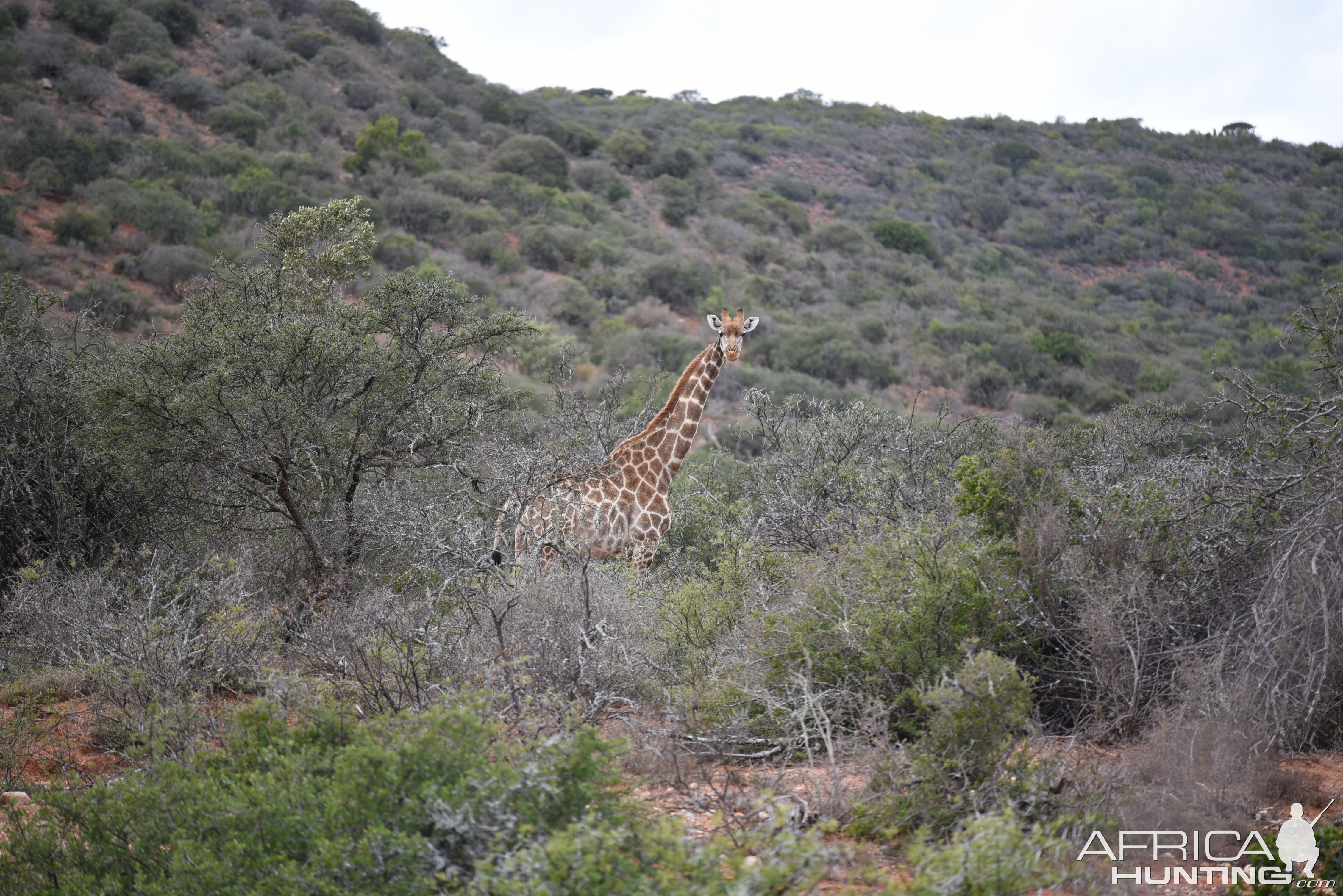 Giraffe South Africa