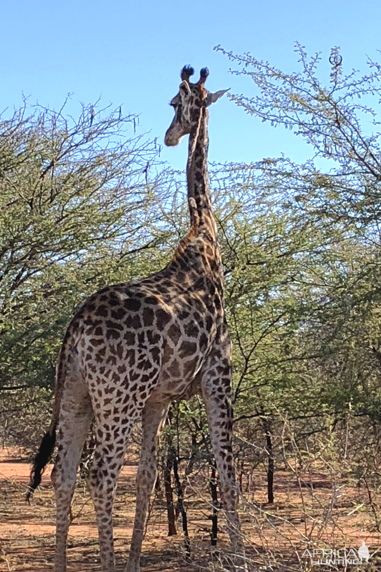 Giraffe South Africa