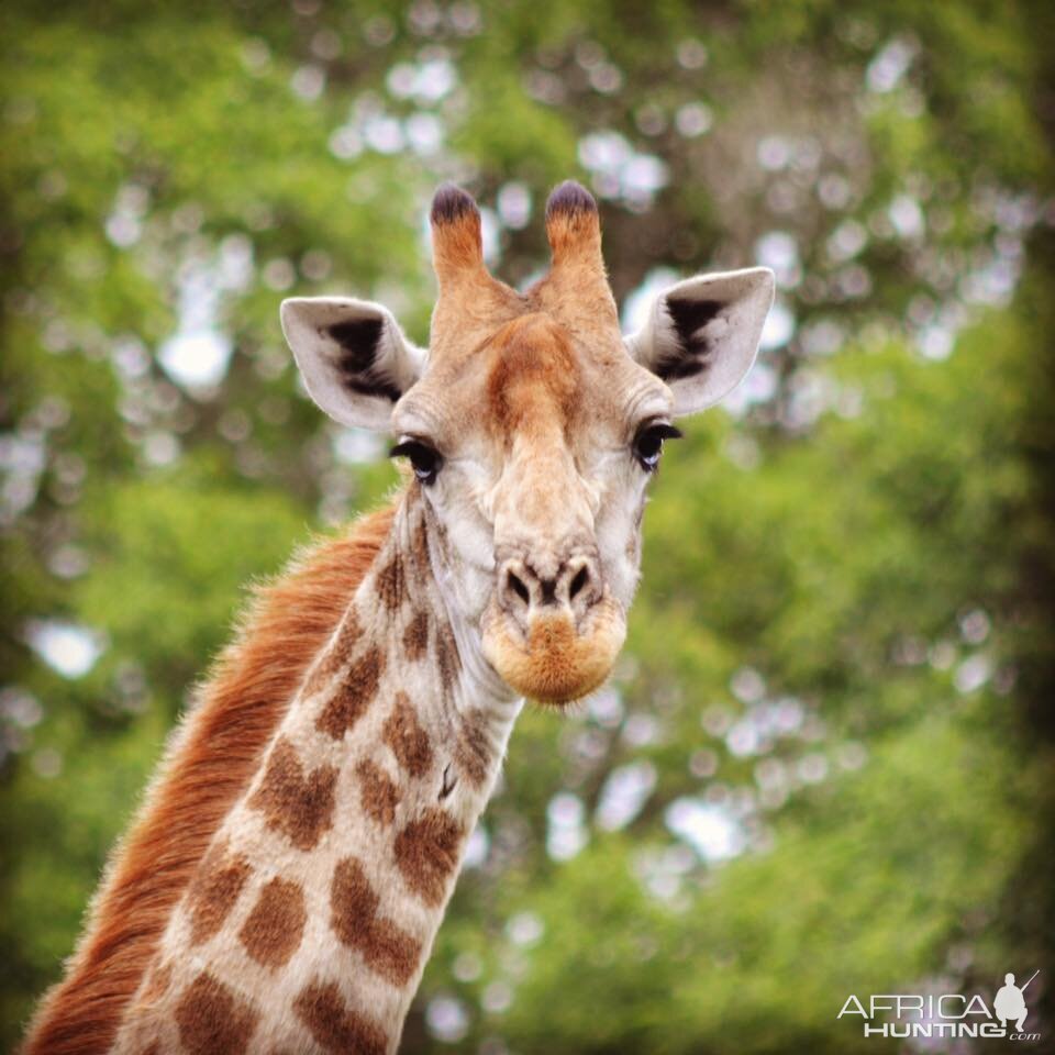 Giraffe South Africa