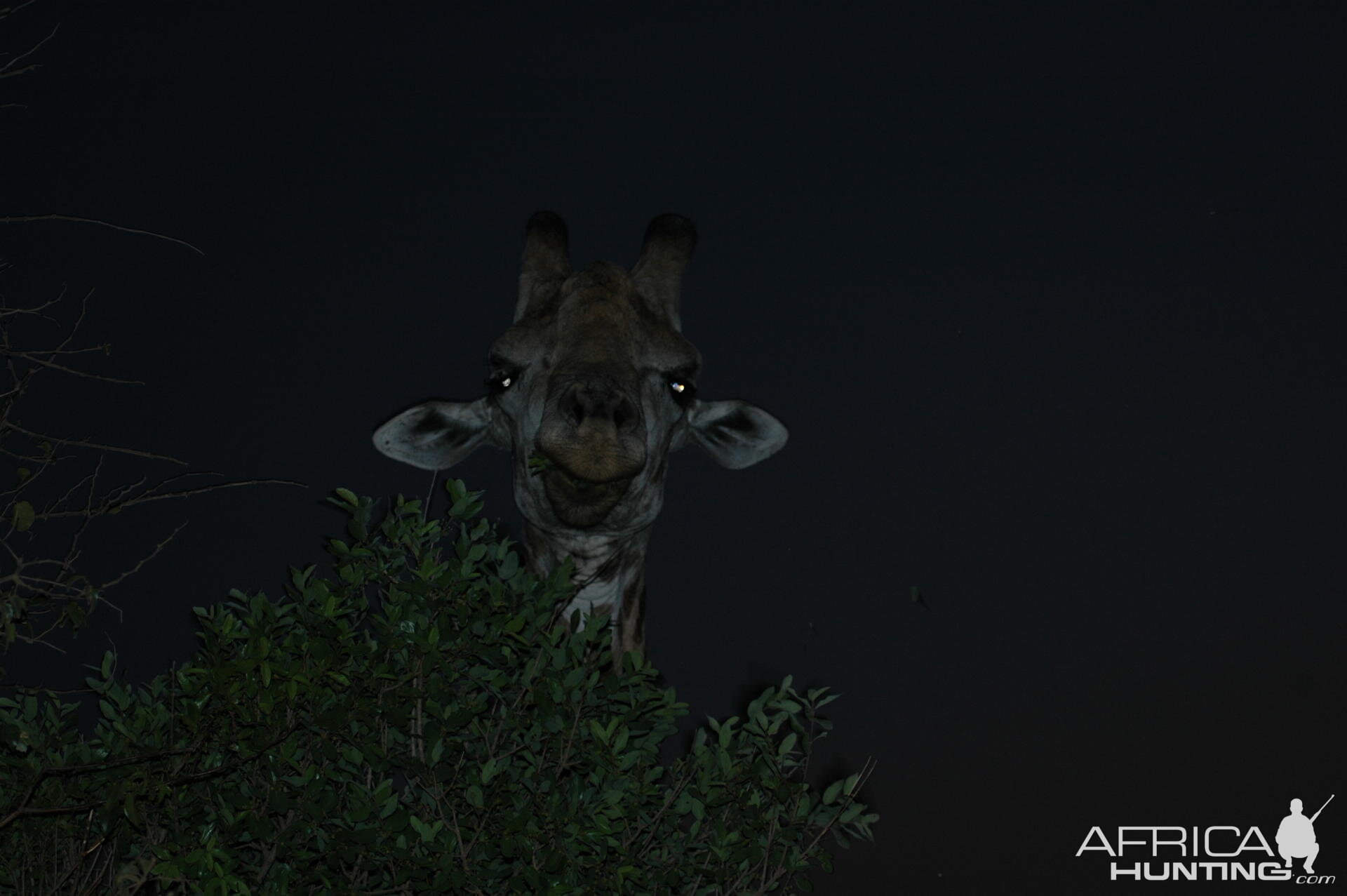 Giraffe South Africa