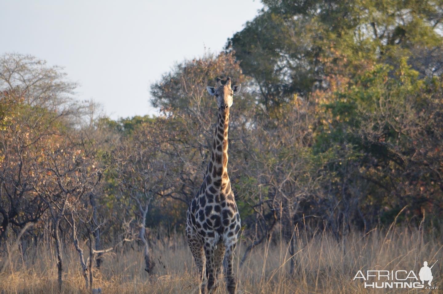 Giraffe Takeri Reserve Zambia