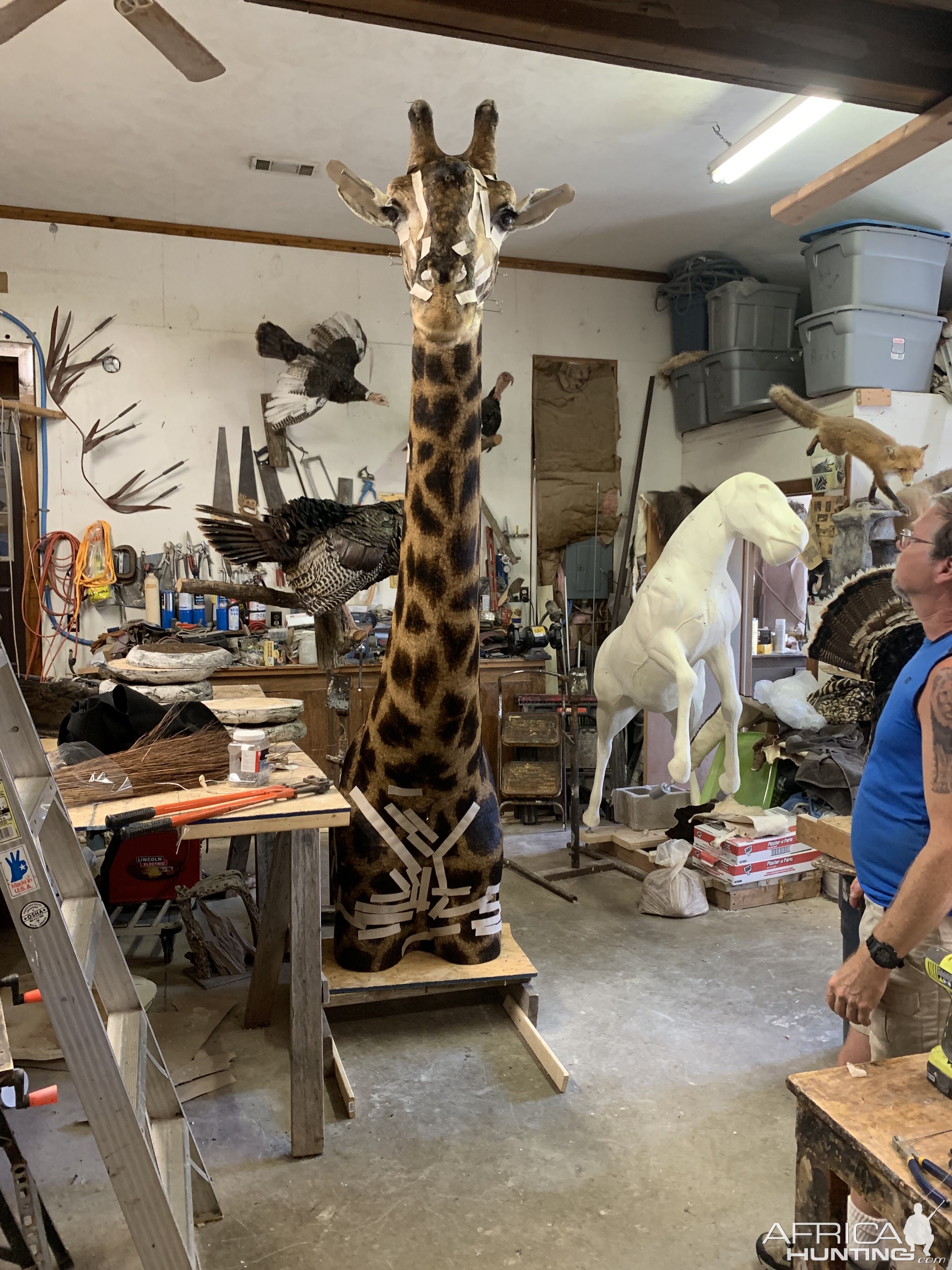 Giraffe Taxidermy Process