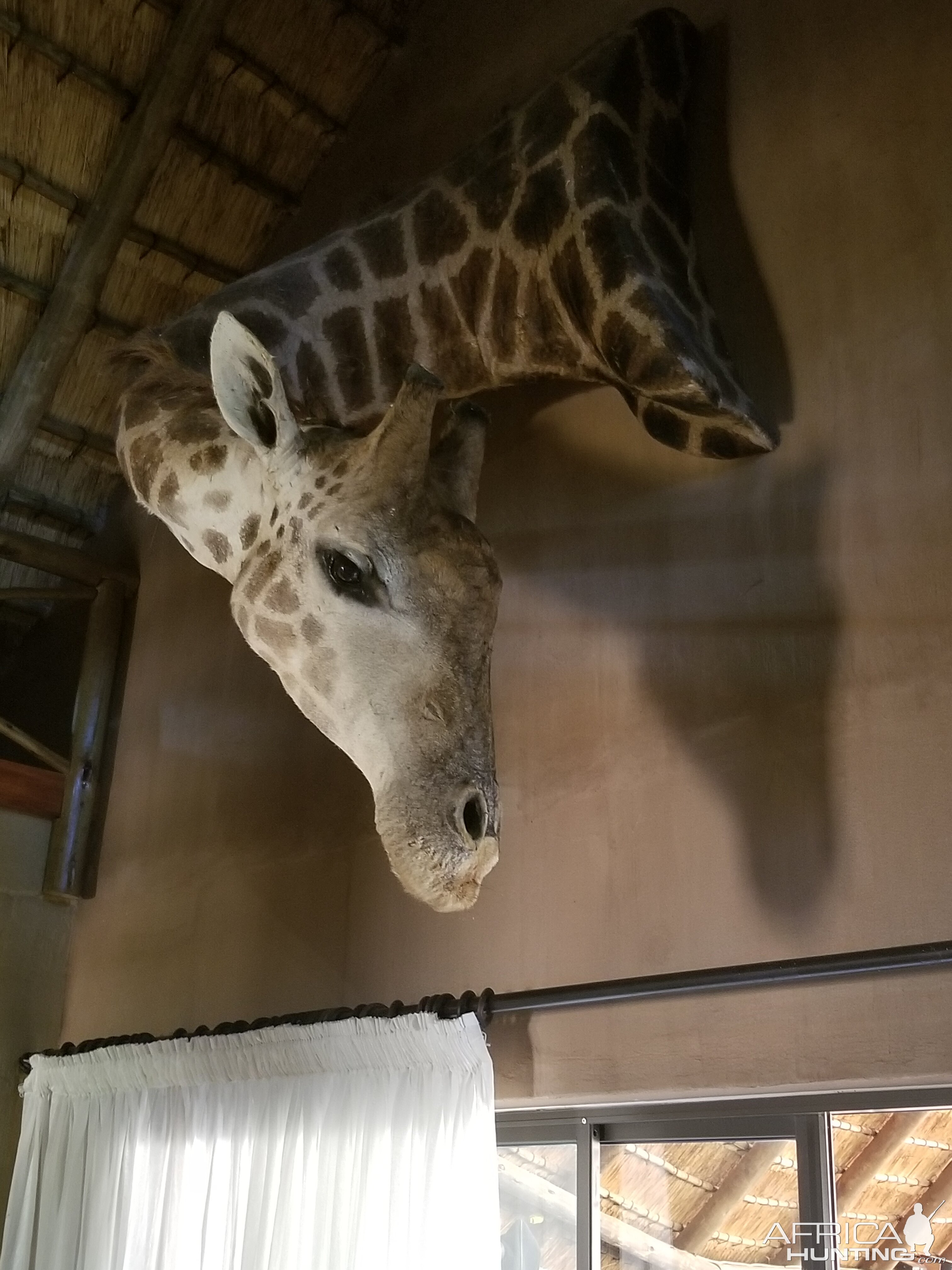 Giraffe Wall Mount Taxidermy