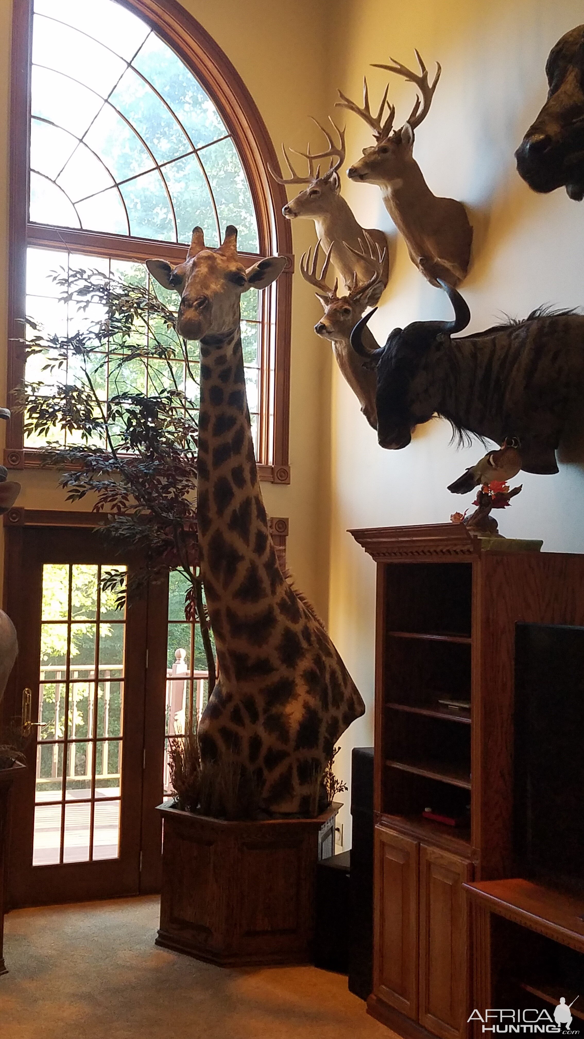 Giraffe,  White Tail Deer,  Blue Wildebeest Shoulder Mount Taxidermy