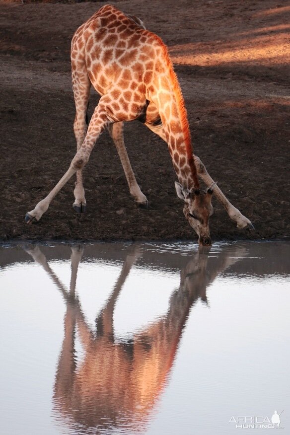 Giraffe Wildlife Africa