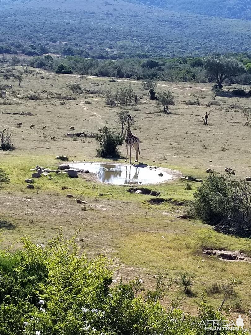 Giraffe Wildlife Eastern Cape South Africa