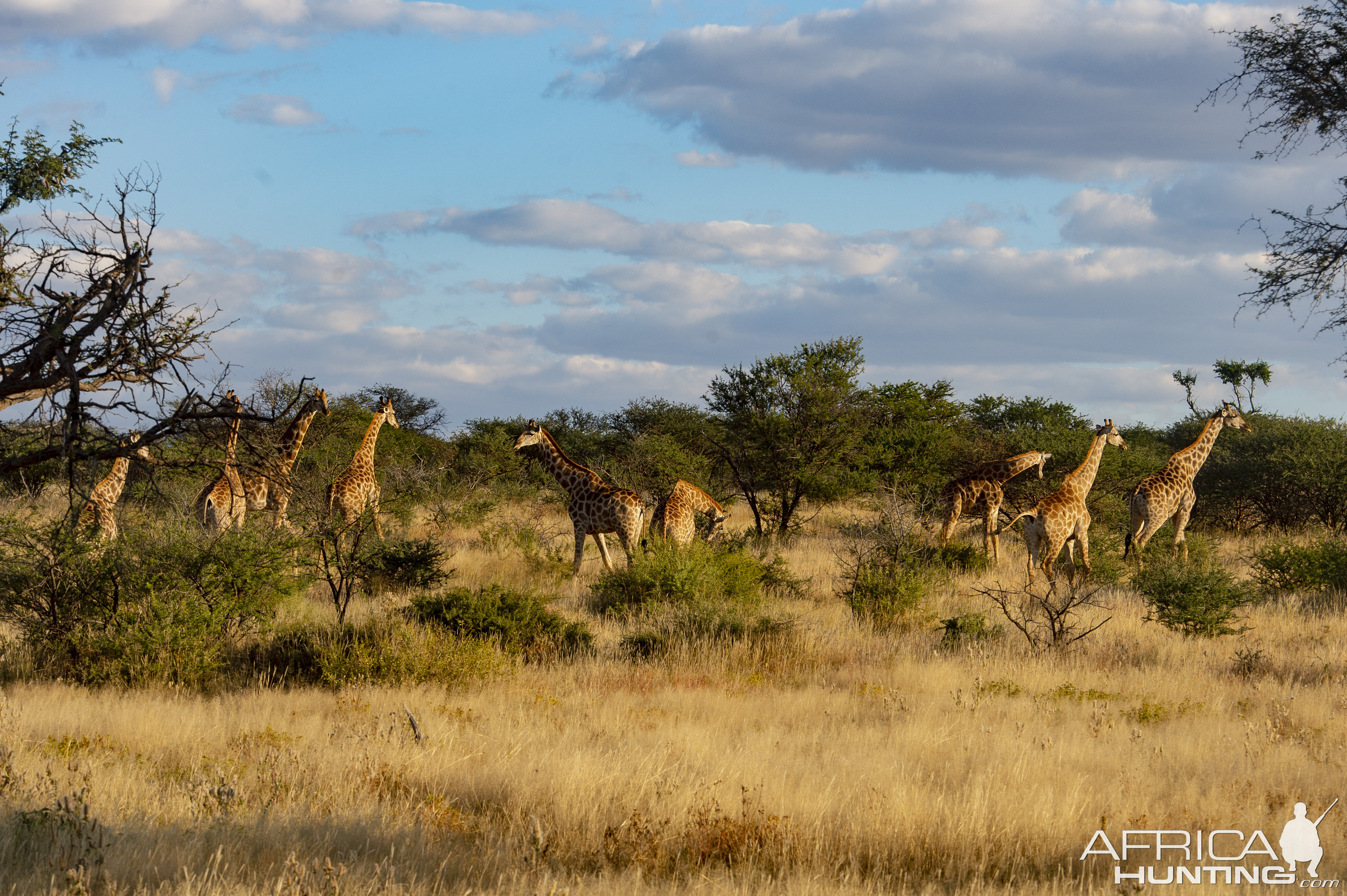 Giraffe Wildlife Namibia