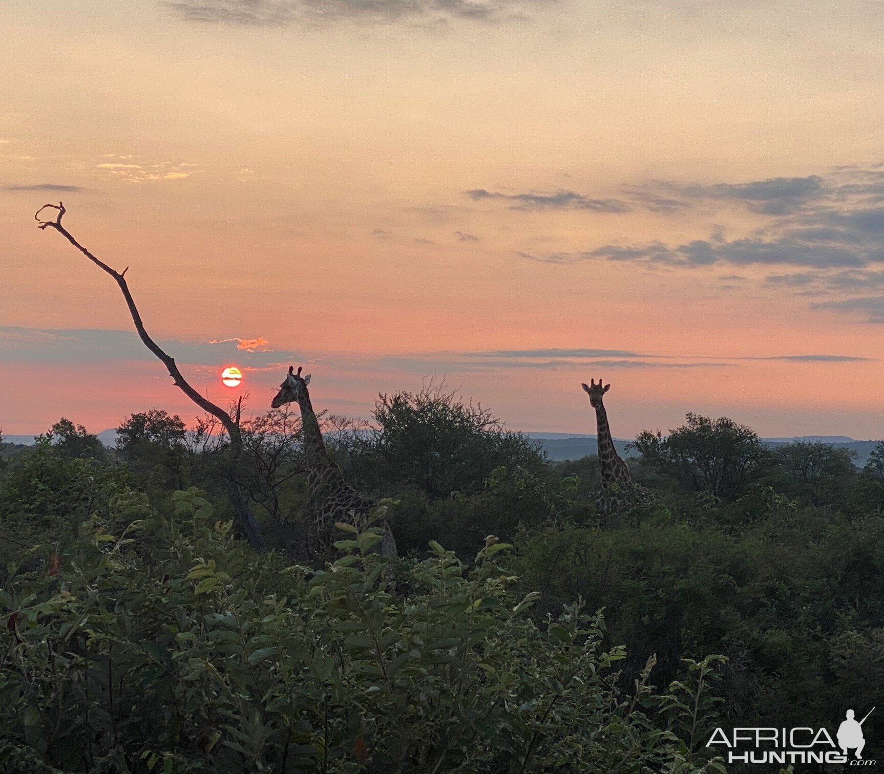 Giraffe Wildlife South Africa