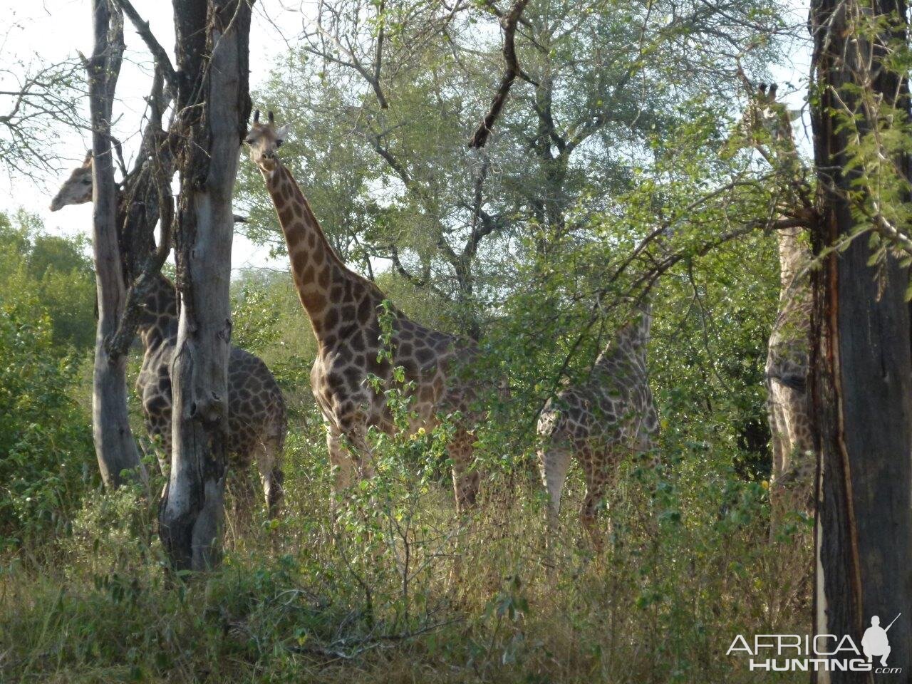 Giraffe Wildlife Zombabwe