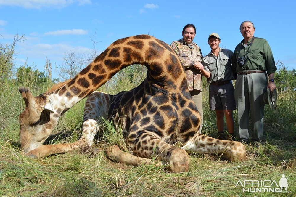 Giraffe with Savanna Hunting Safari's