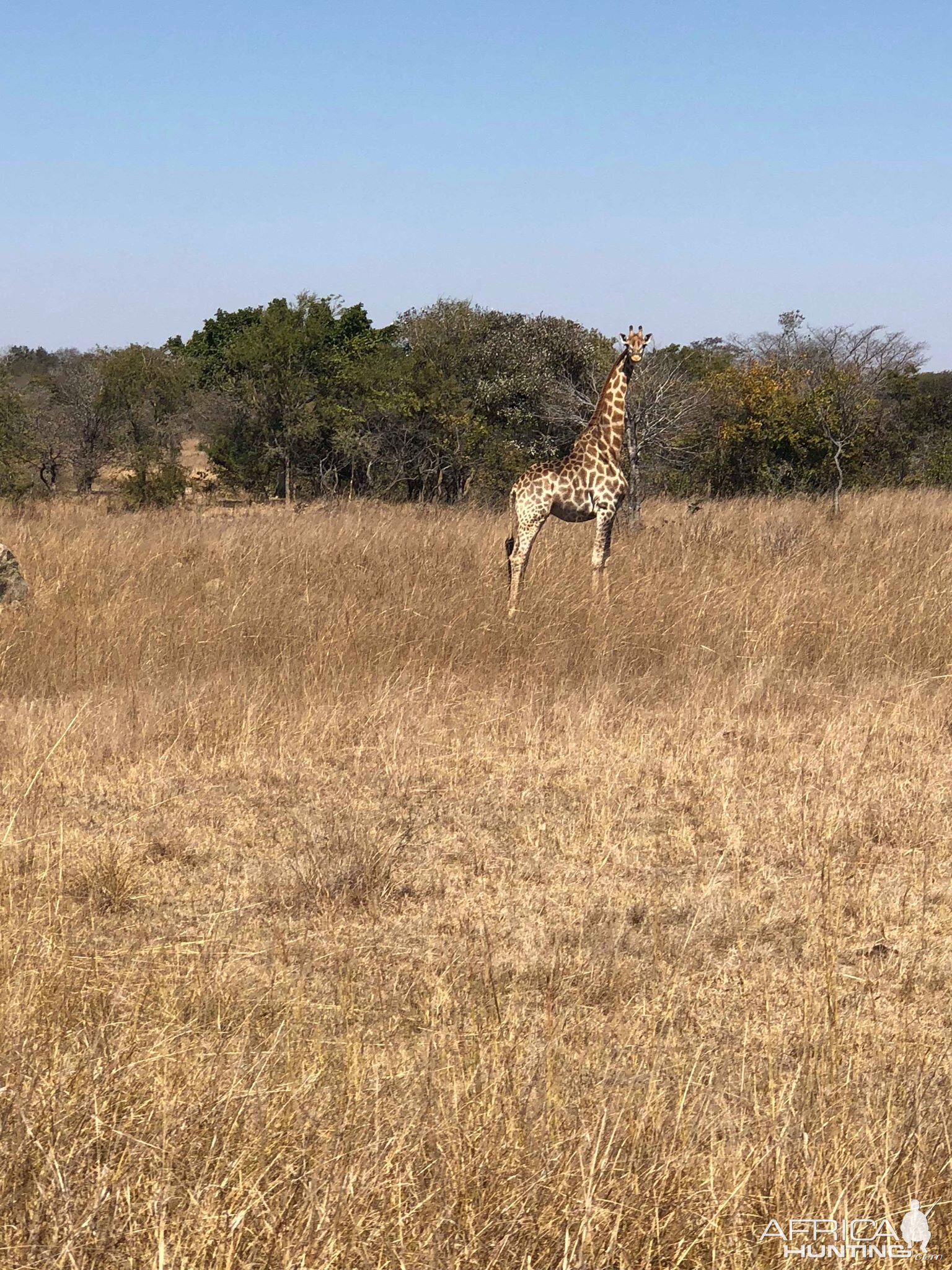 Giraffe Zambia